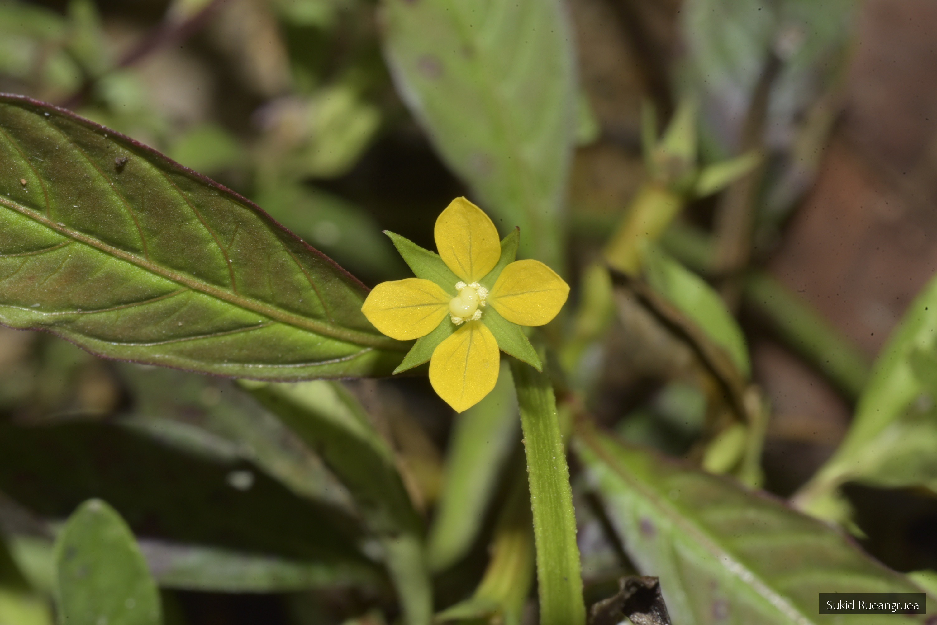 Ludwigia hyssopifolia