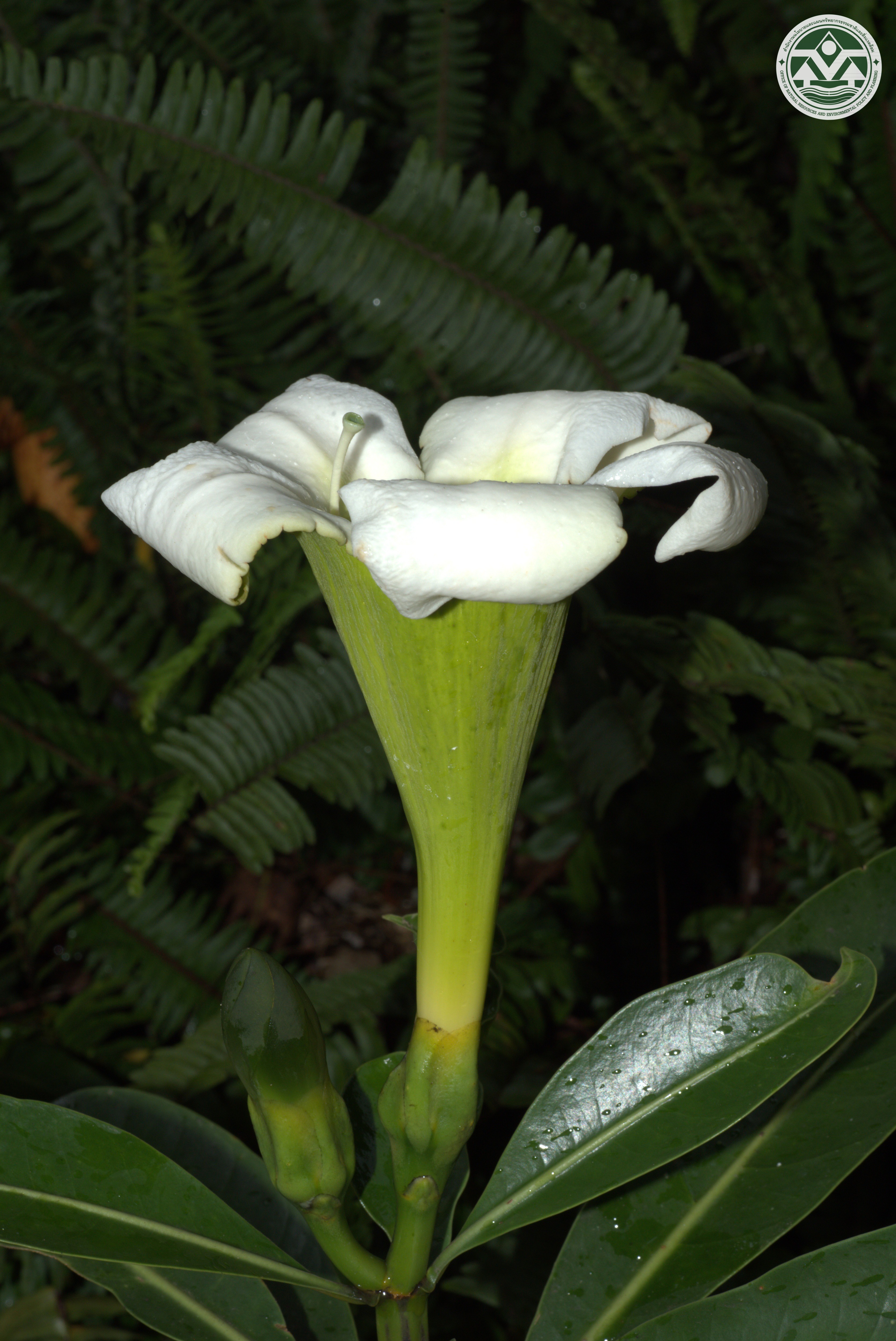 Fagraea auriculata
