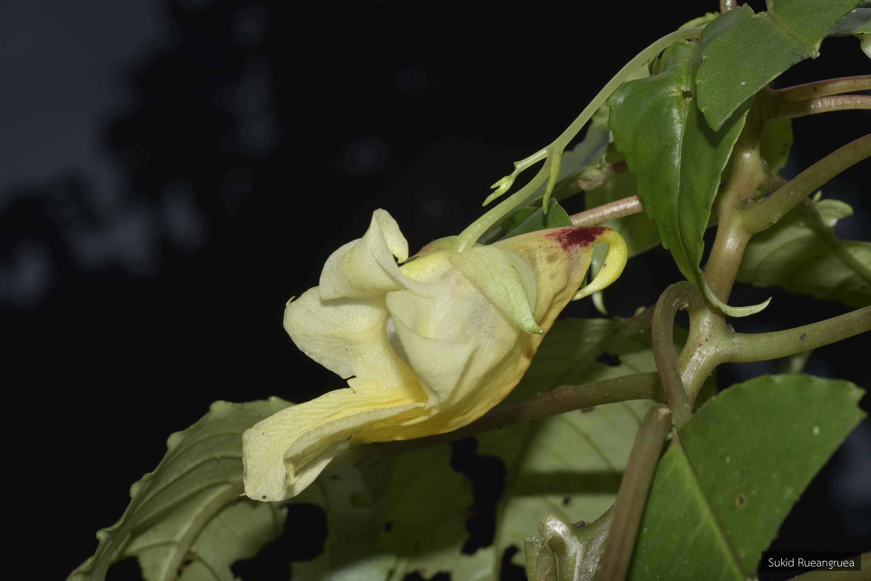 Impatiens phengklaii