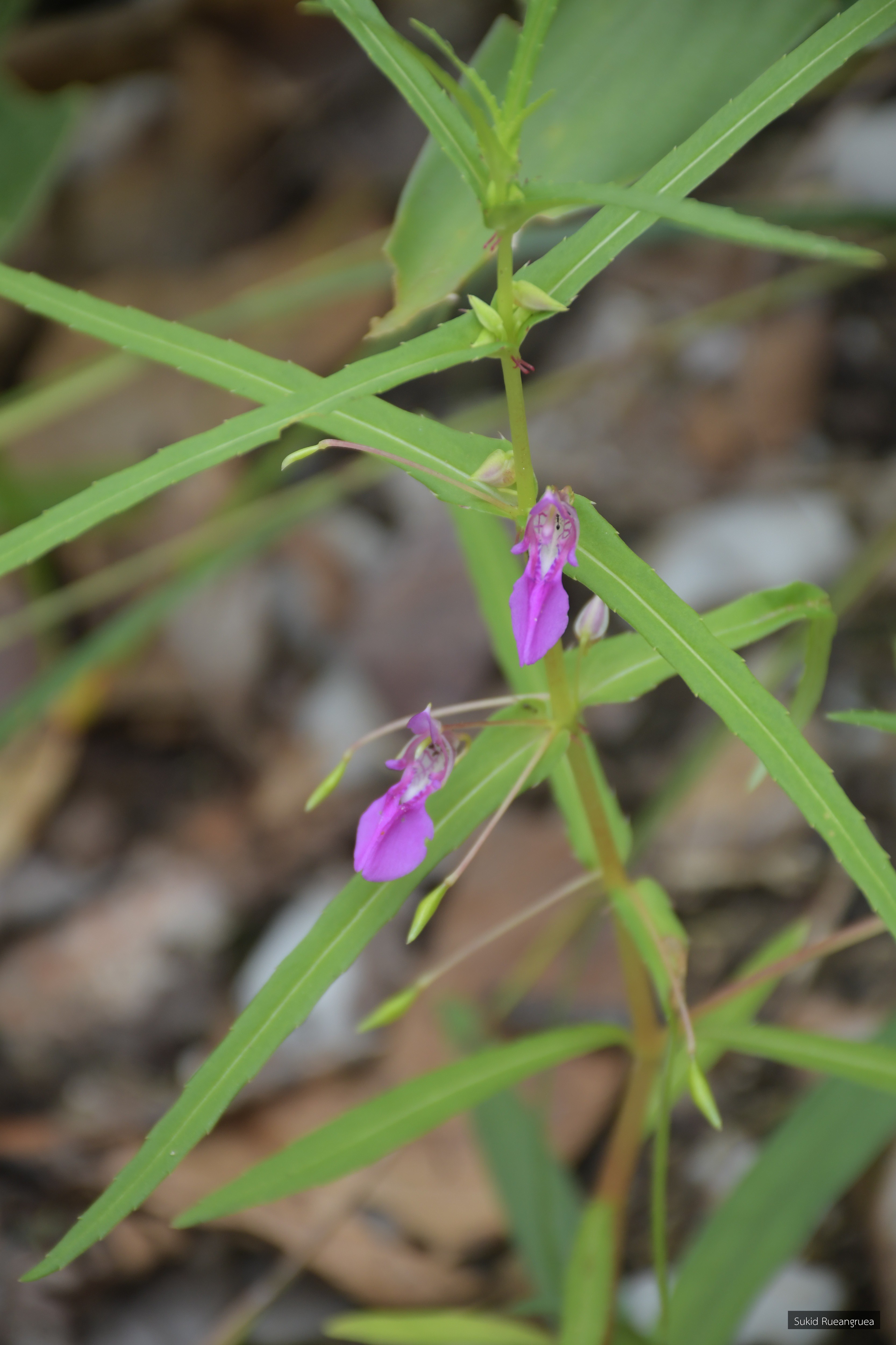 Impatiens oppositifolia