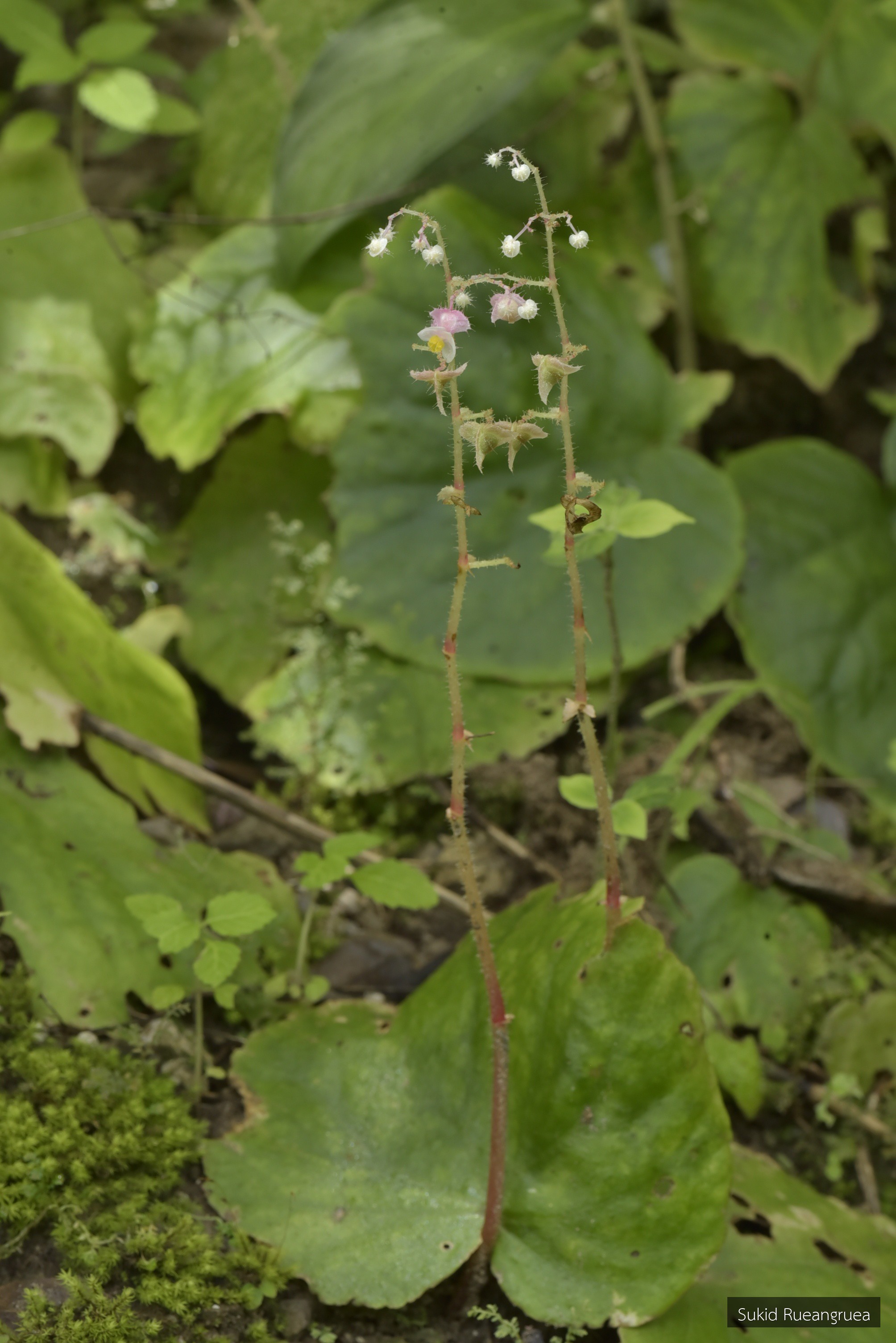 Begonia alicida
