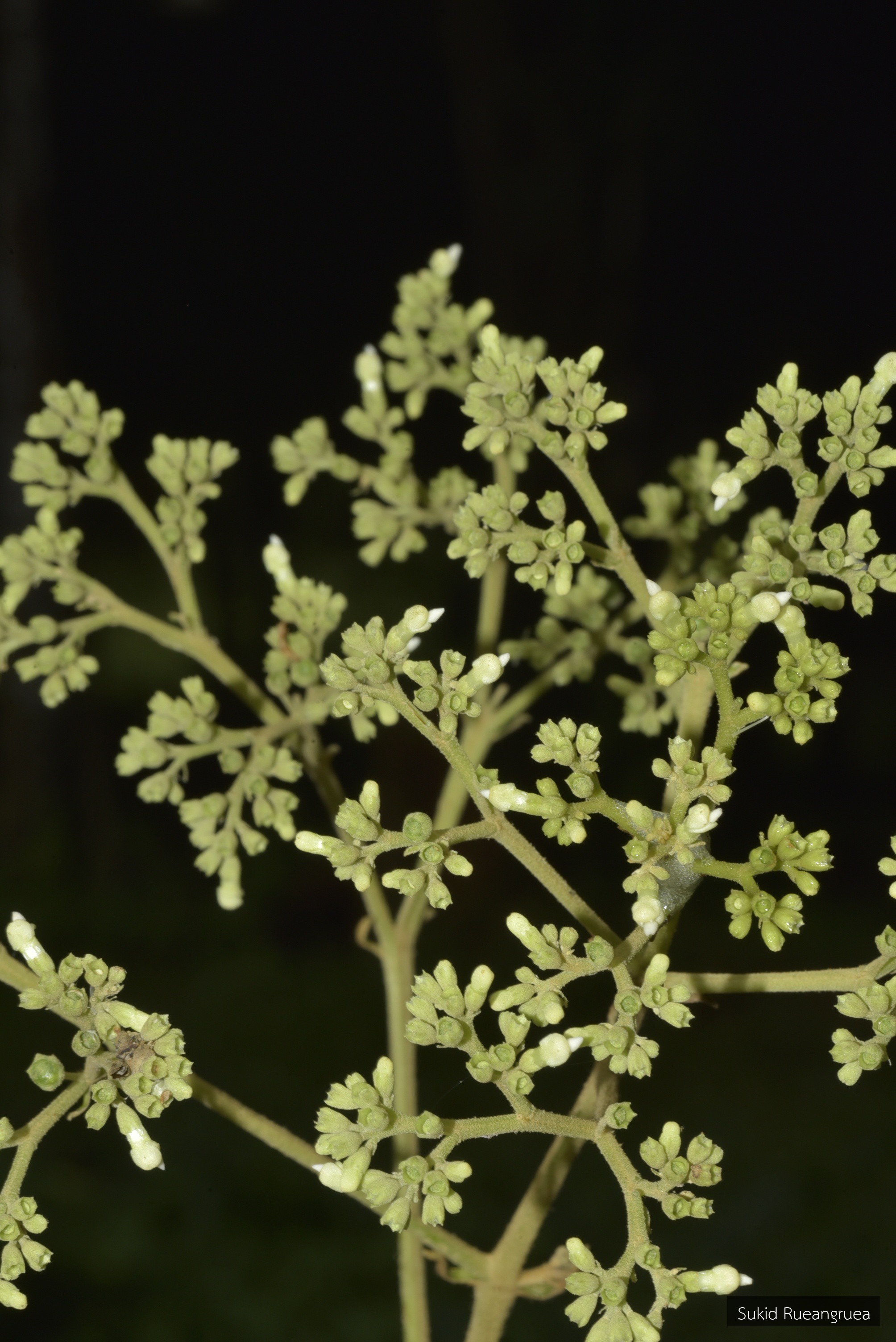 Premna tomentosa