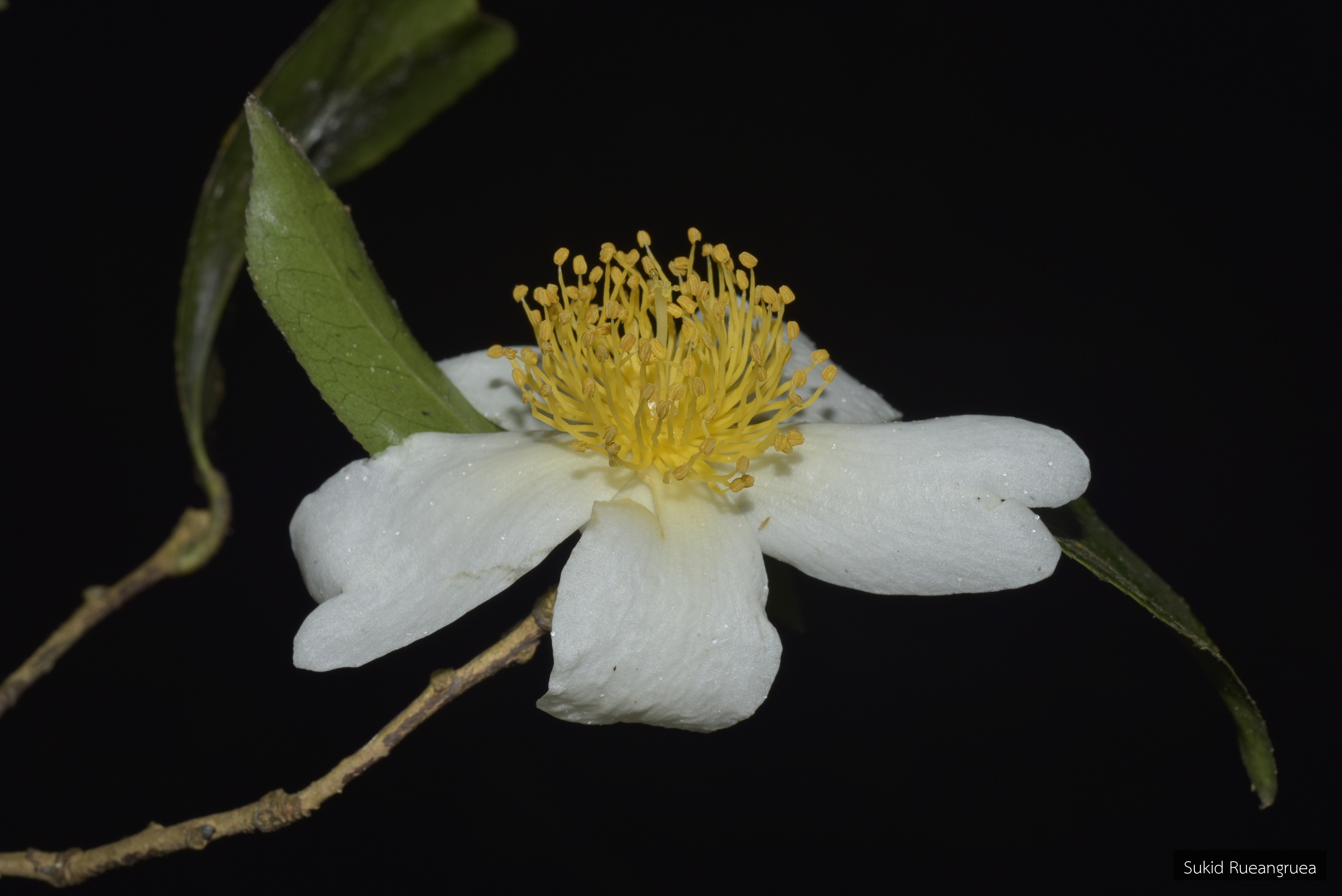 Camellia kissii