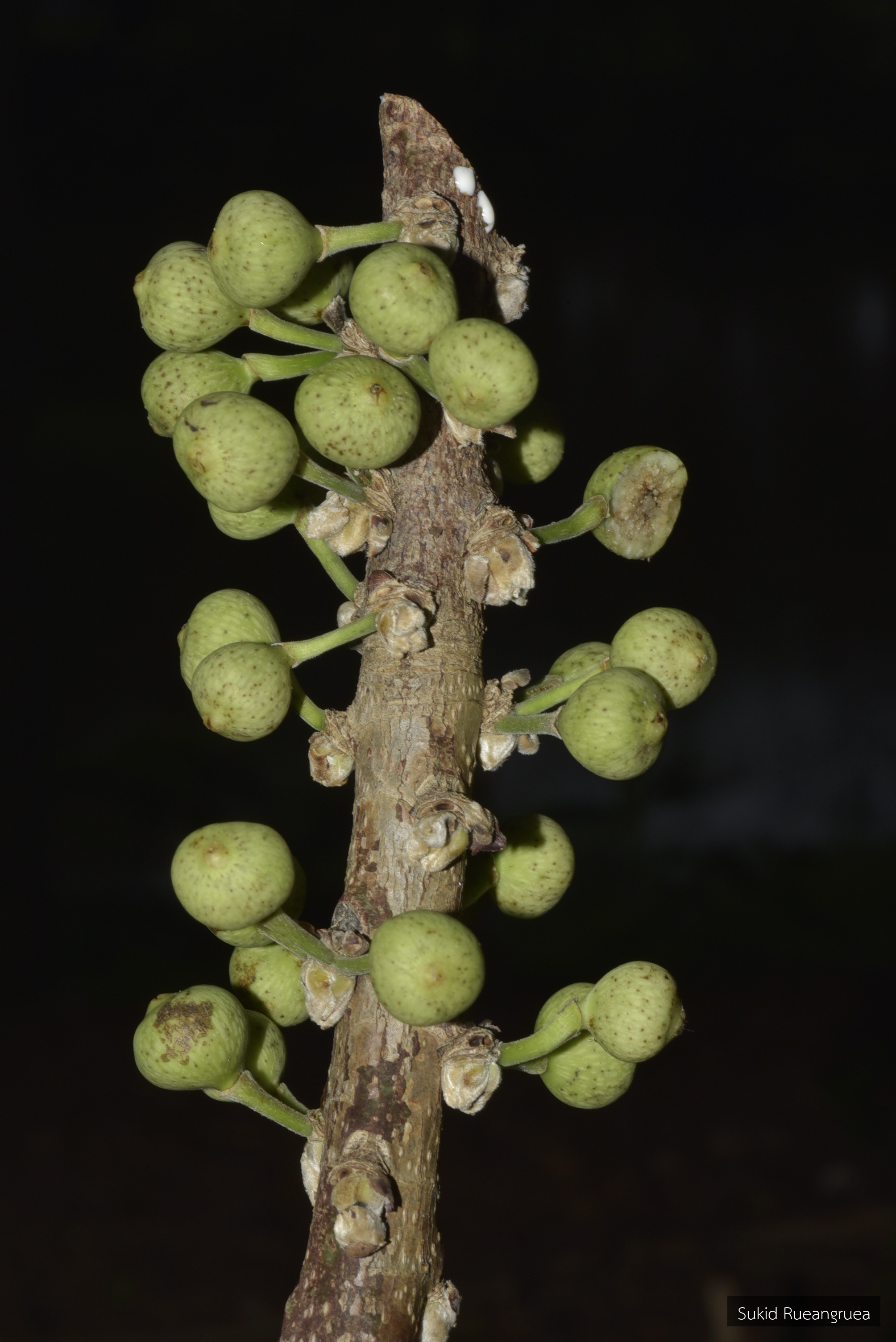 Ficus superba