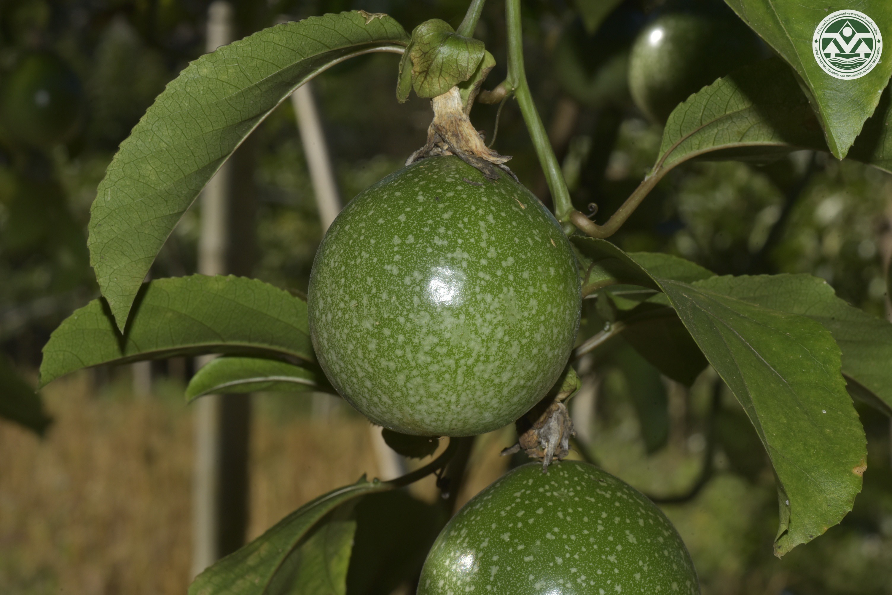 Passiflora edulis