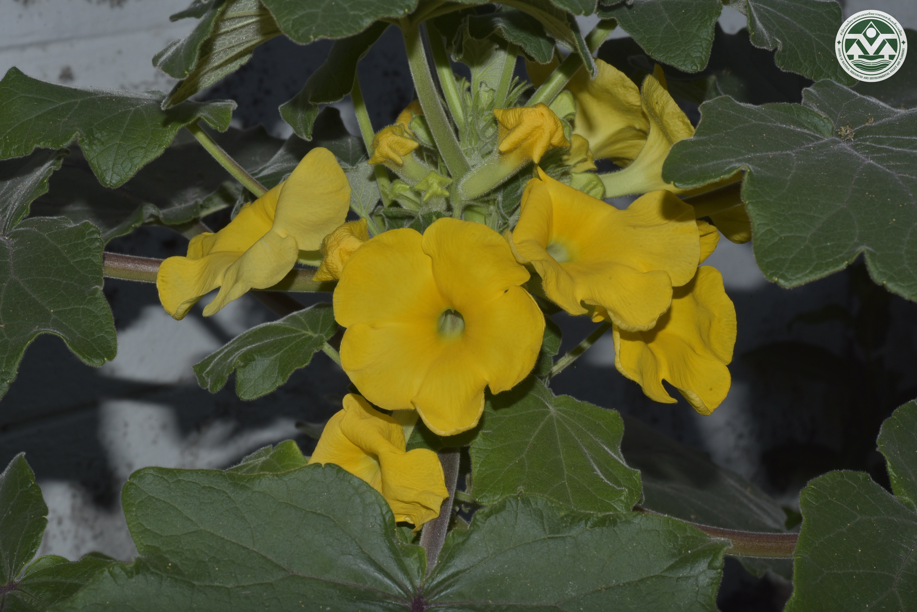 Uncarina roeoesliana