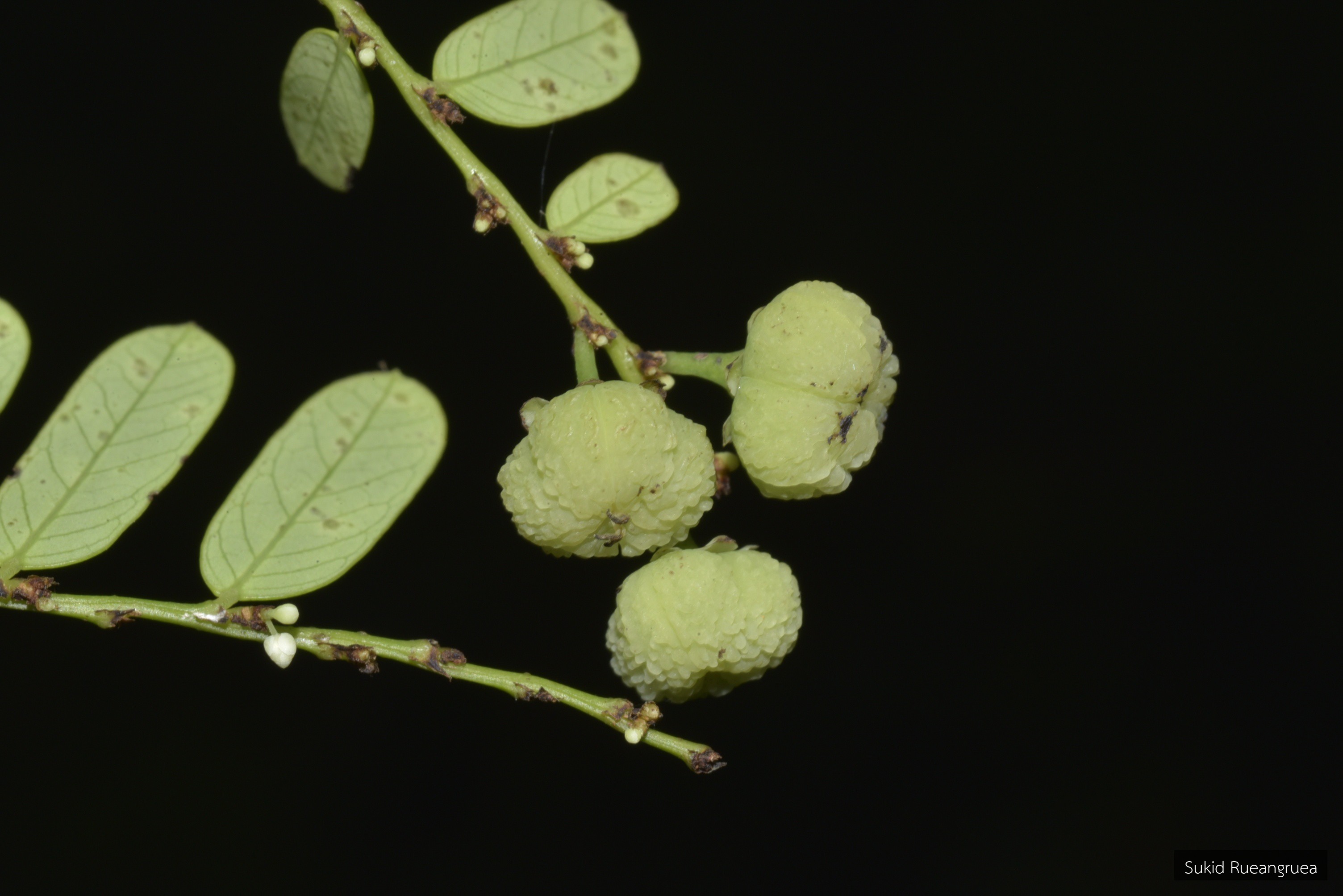 Phyllanthus collinsiae
