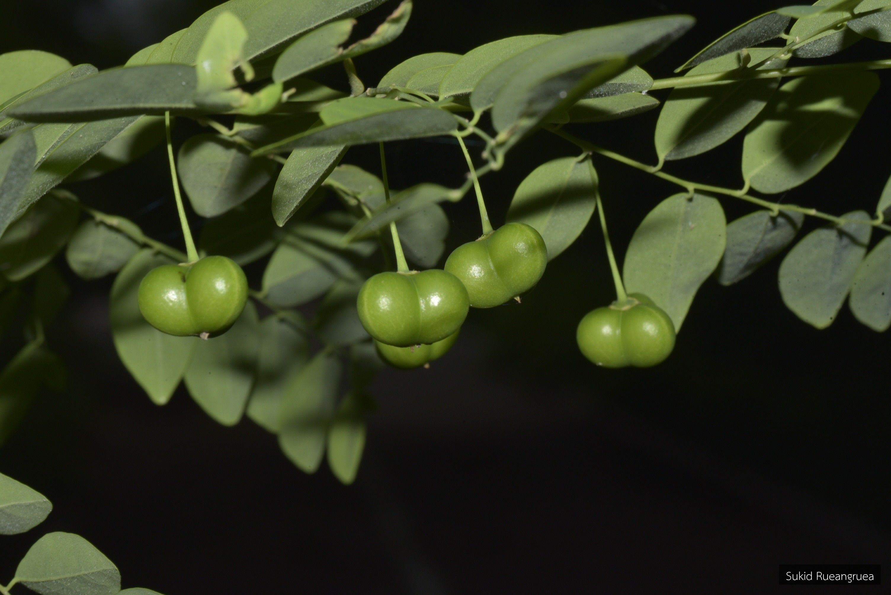 Chorisandrachne diplosperma