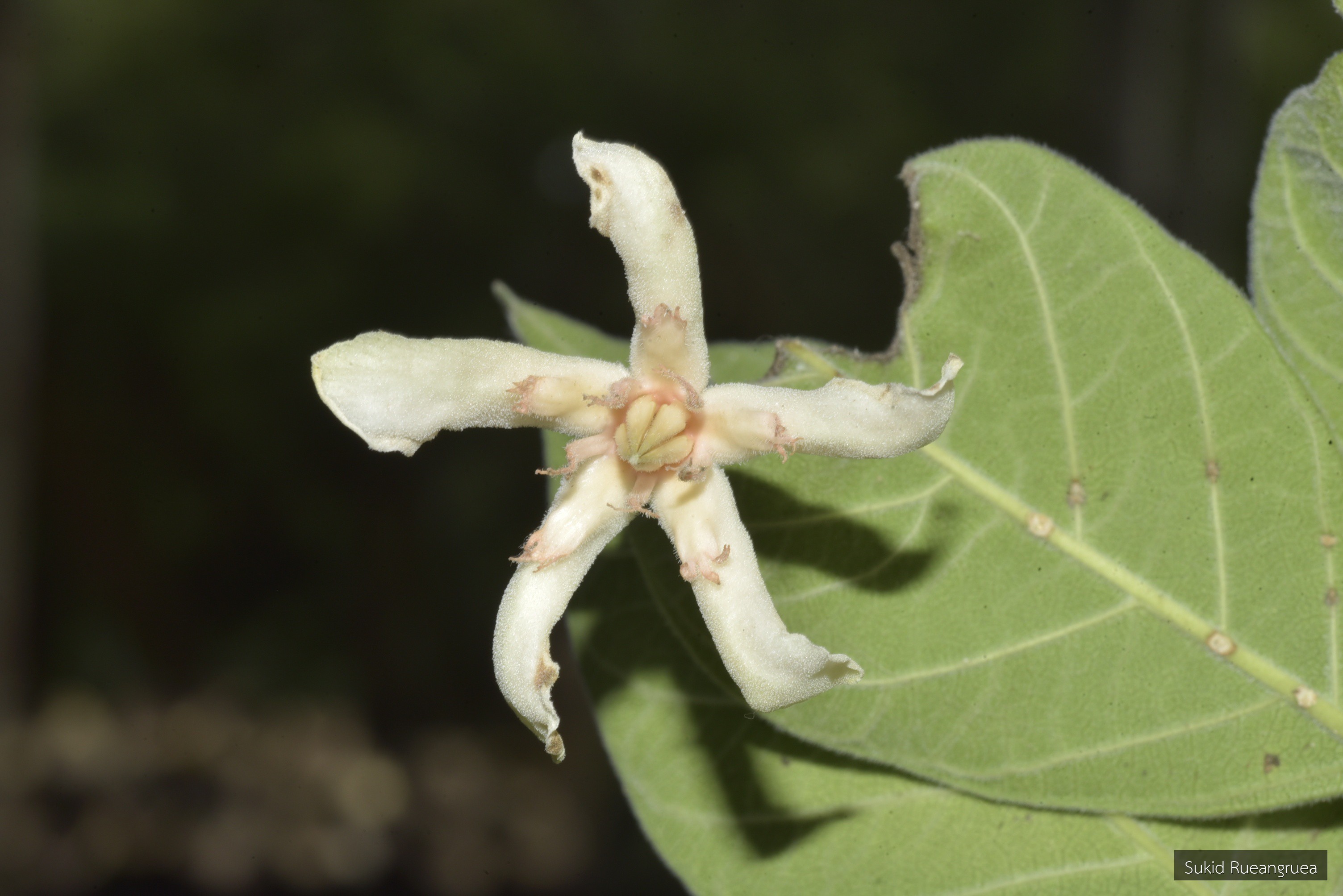 Wrightia pubescens