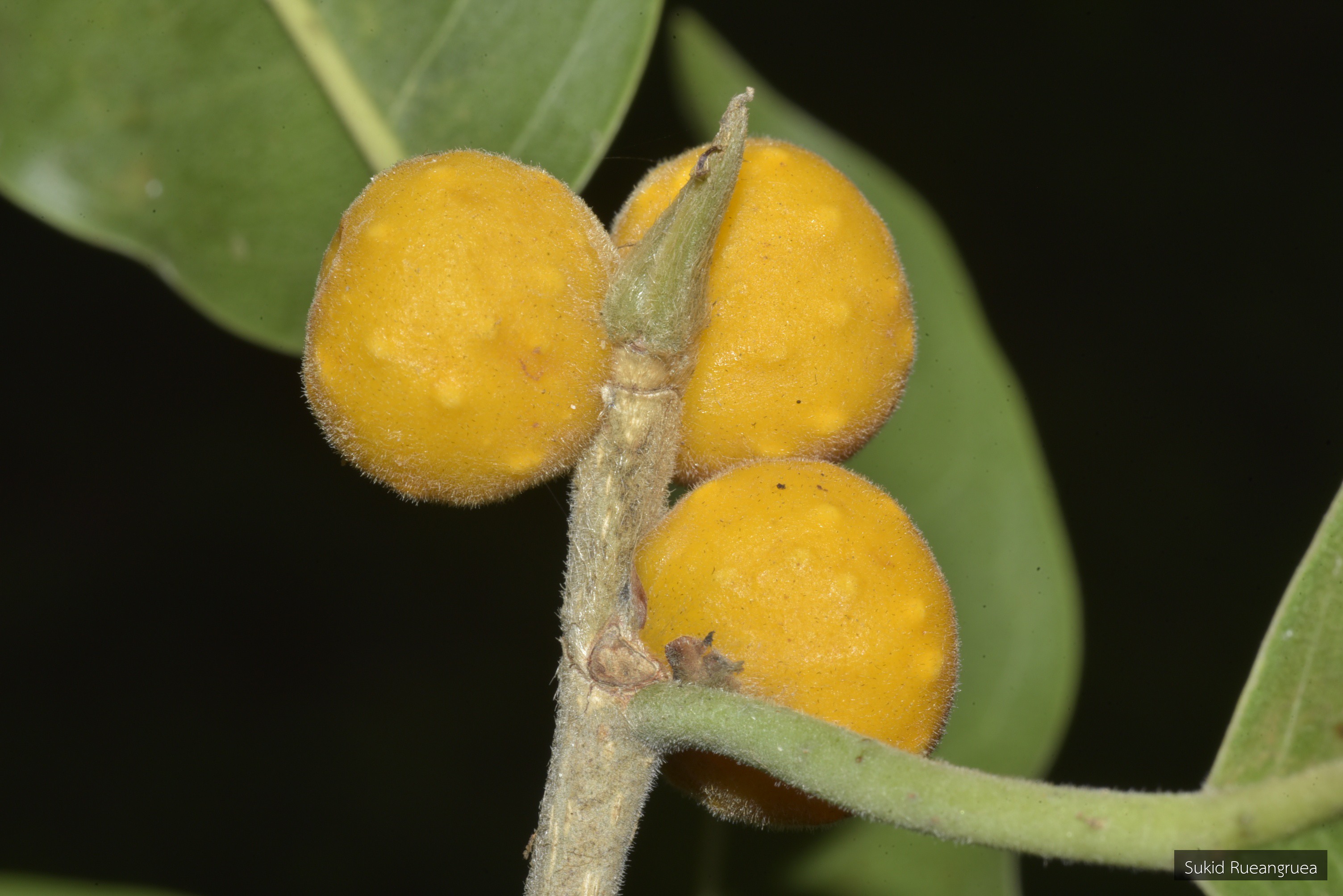 Ficus benjamina