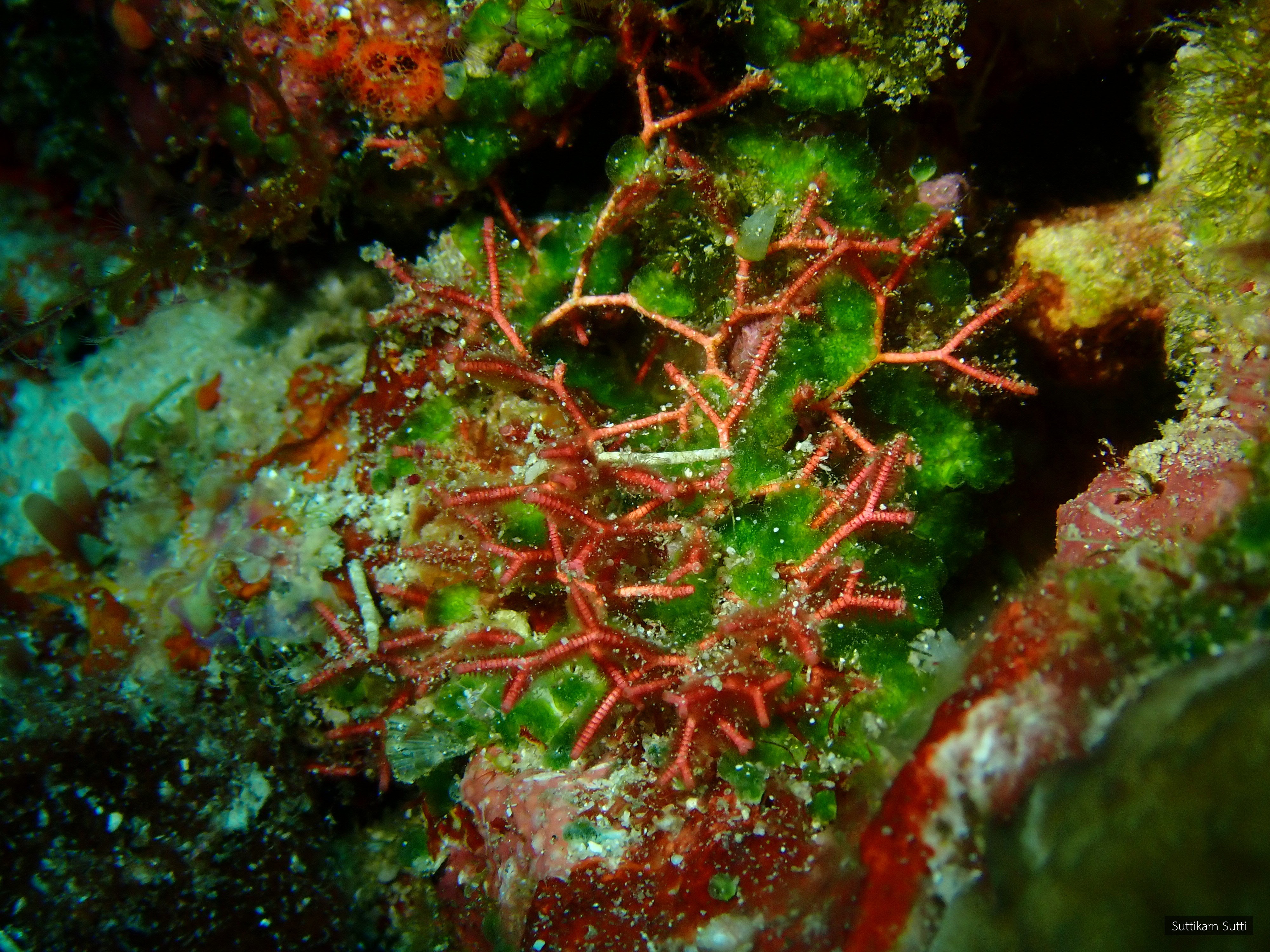 Actinotrichia fragilis
