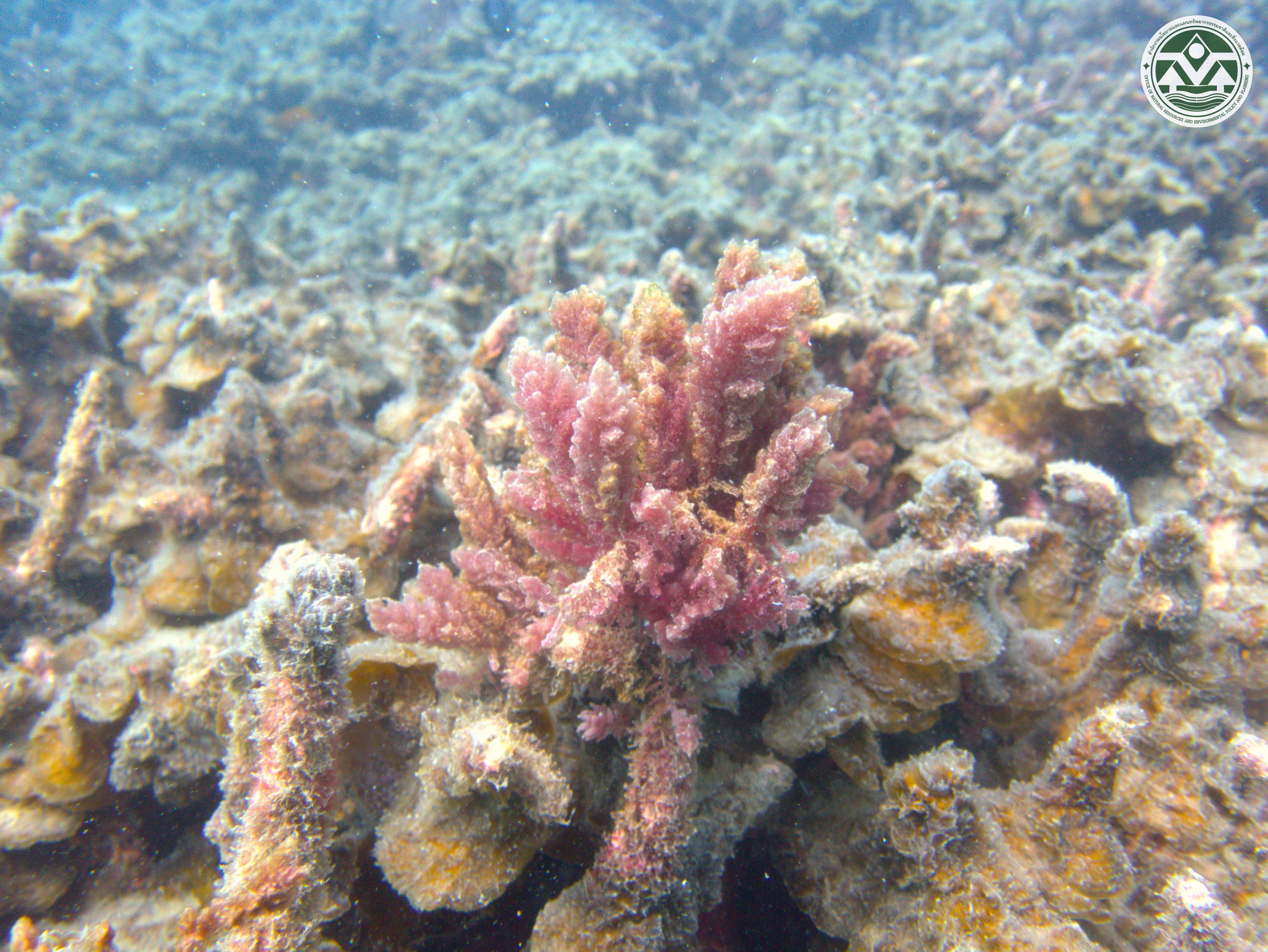 Asparagopsis taxiformis