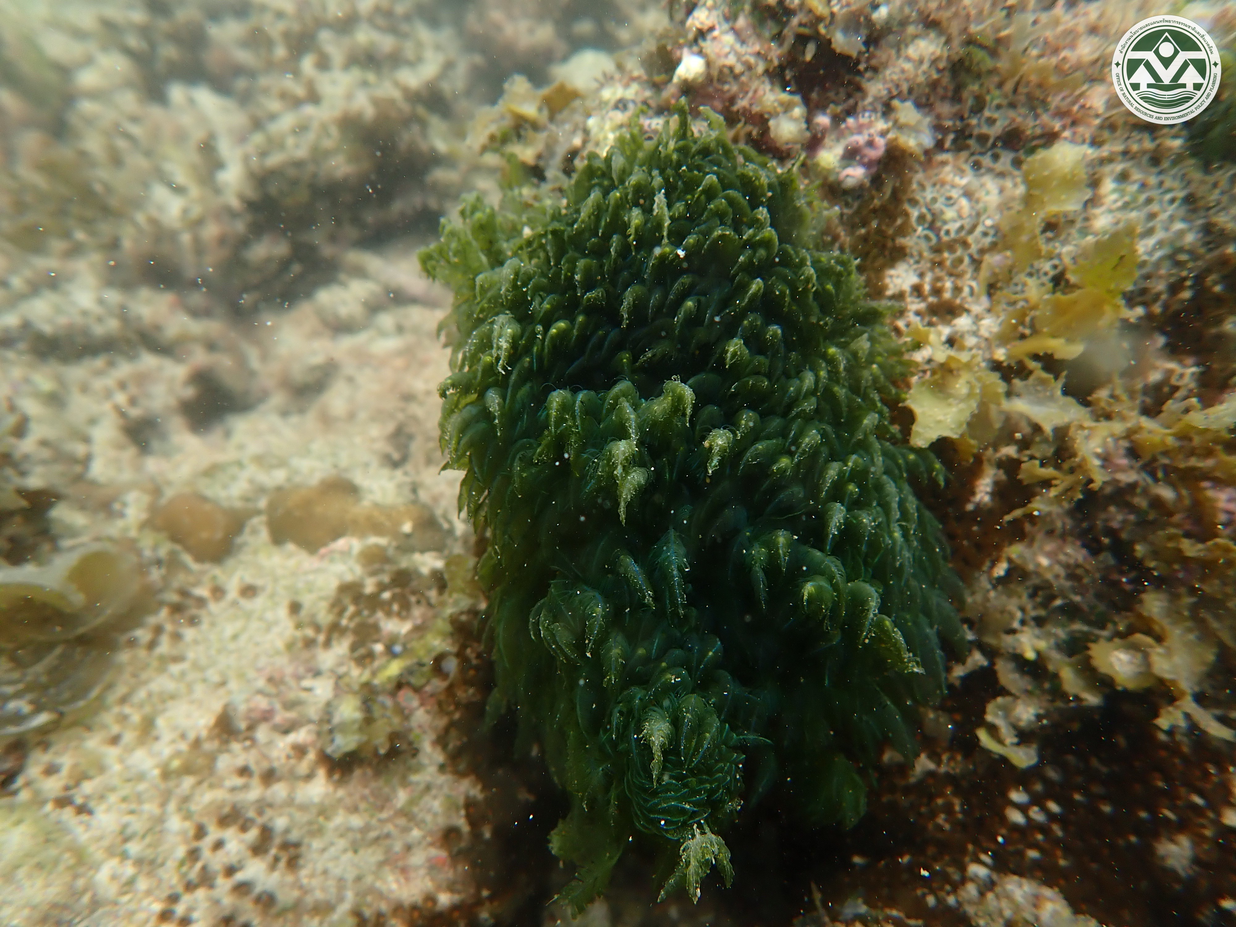 Bryopsis pennata