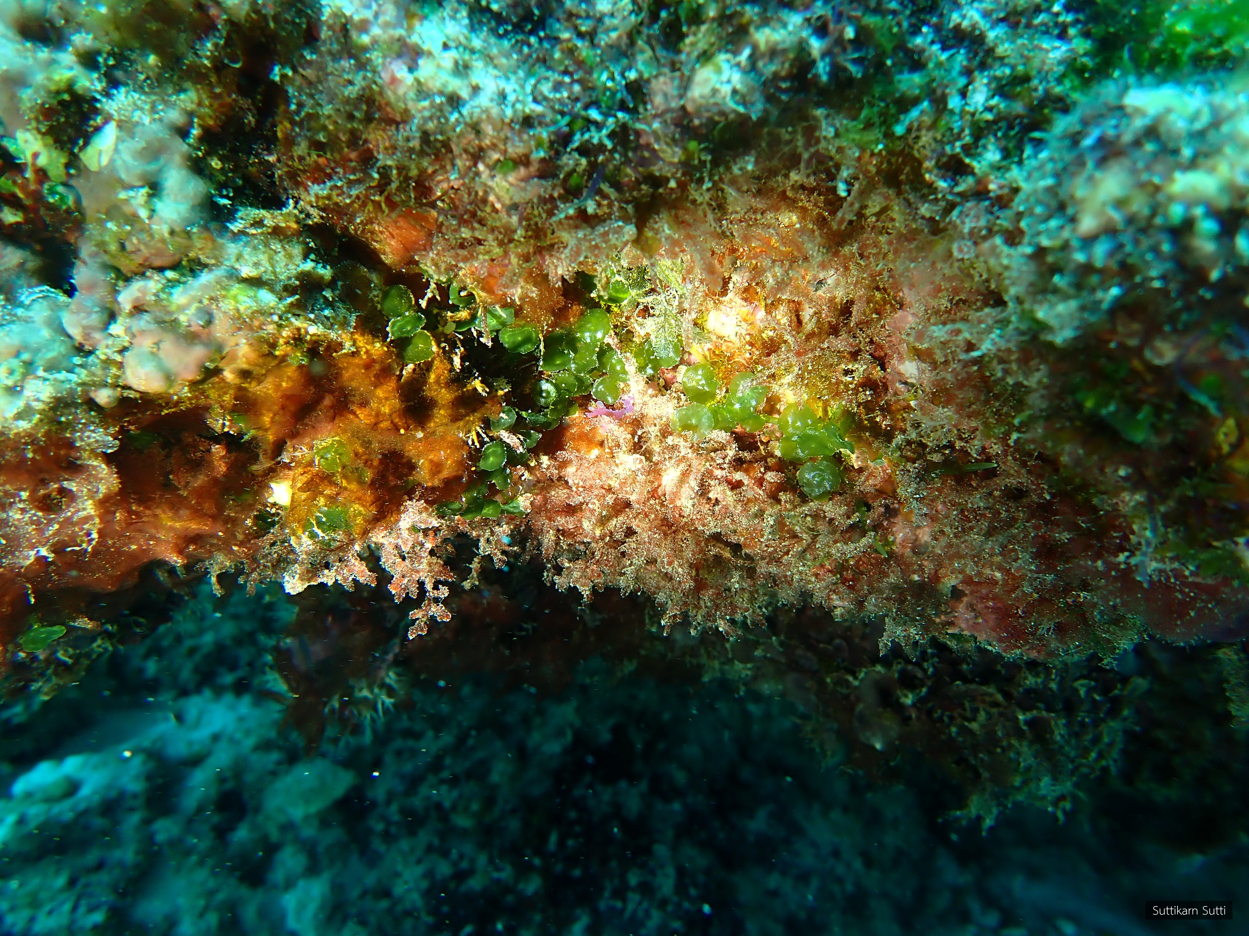Caulerpa chemnitzia