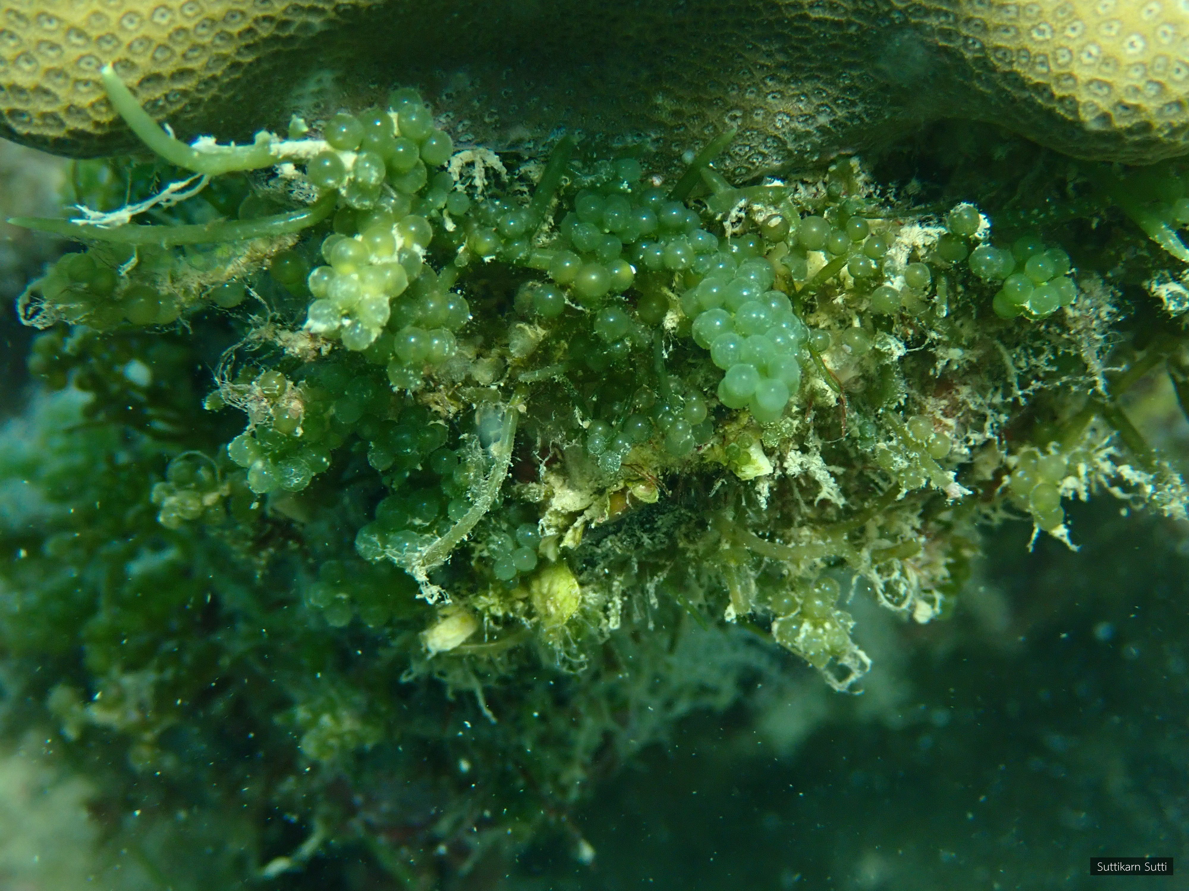 Caulerpa lentillifera