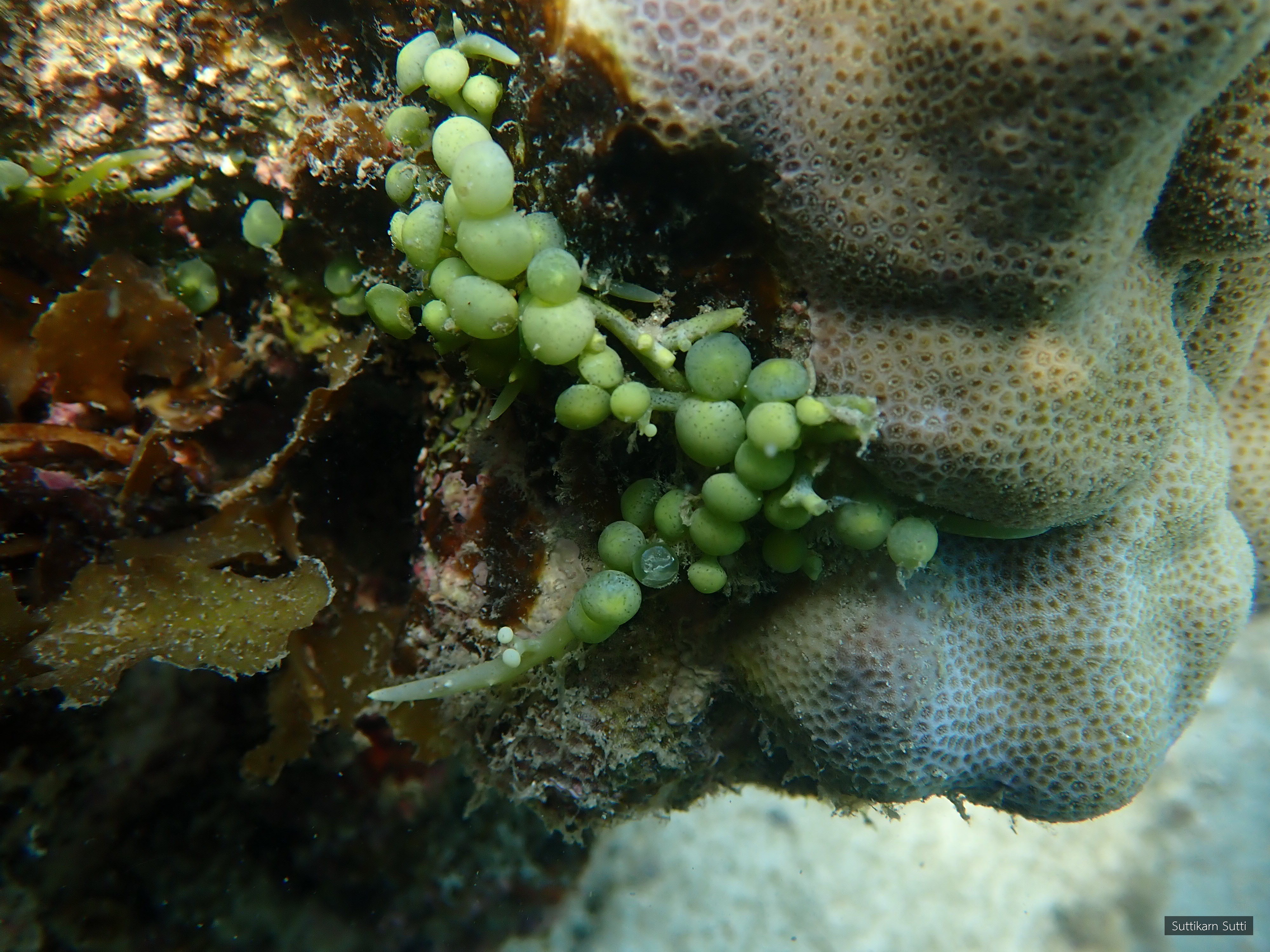 Caulerpa racemosa