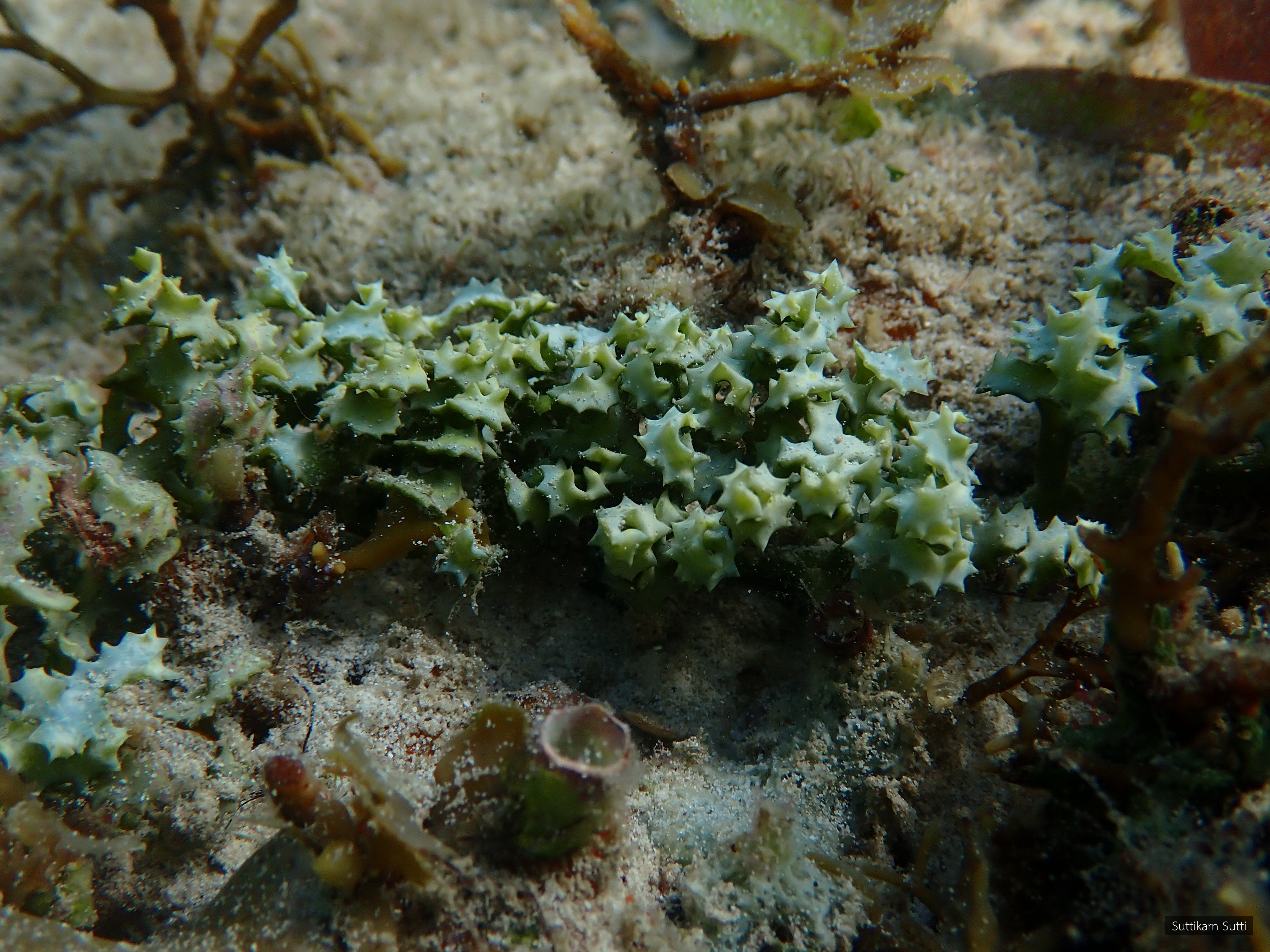 Caulerpa serrulata