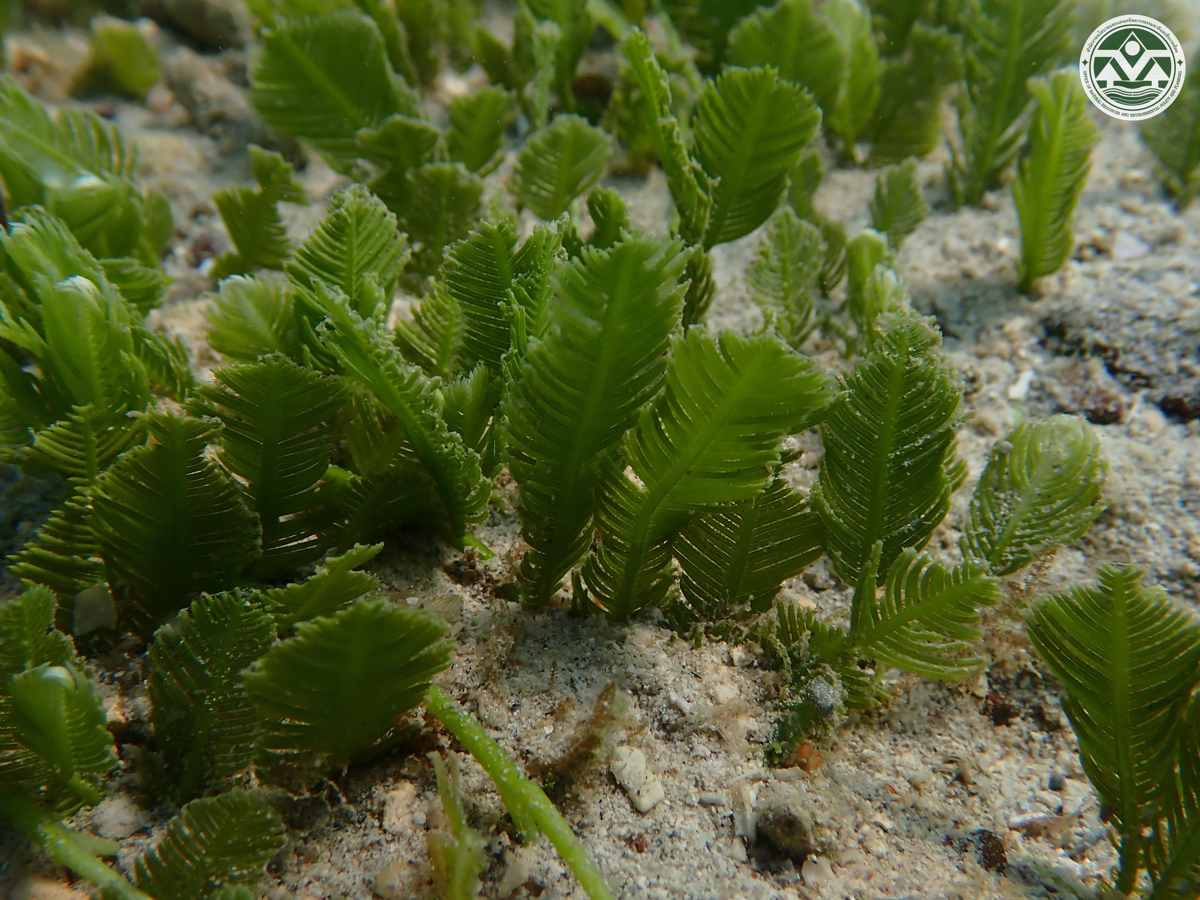 Caulerpa sertularioides