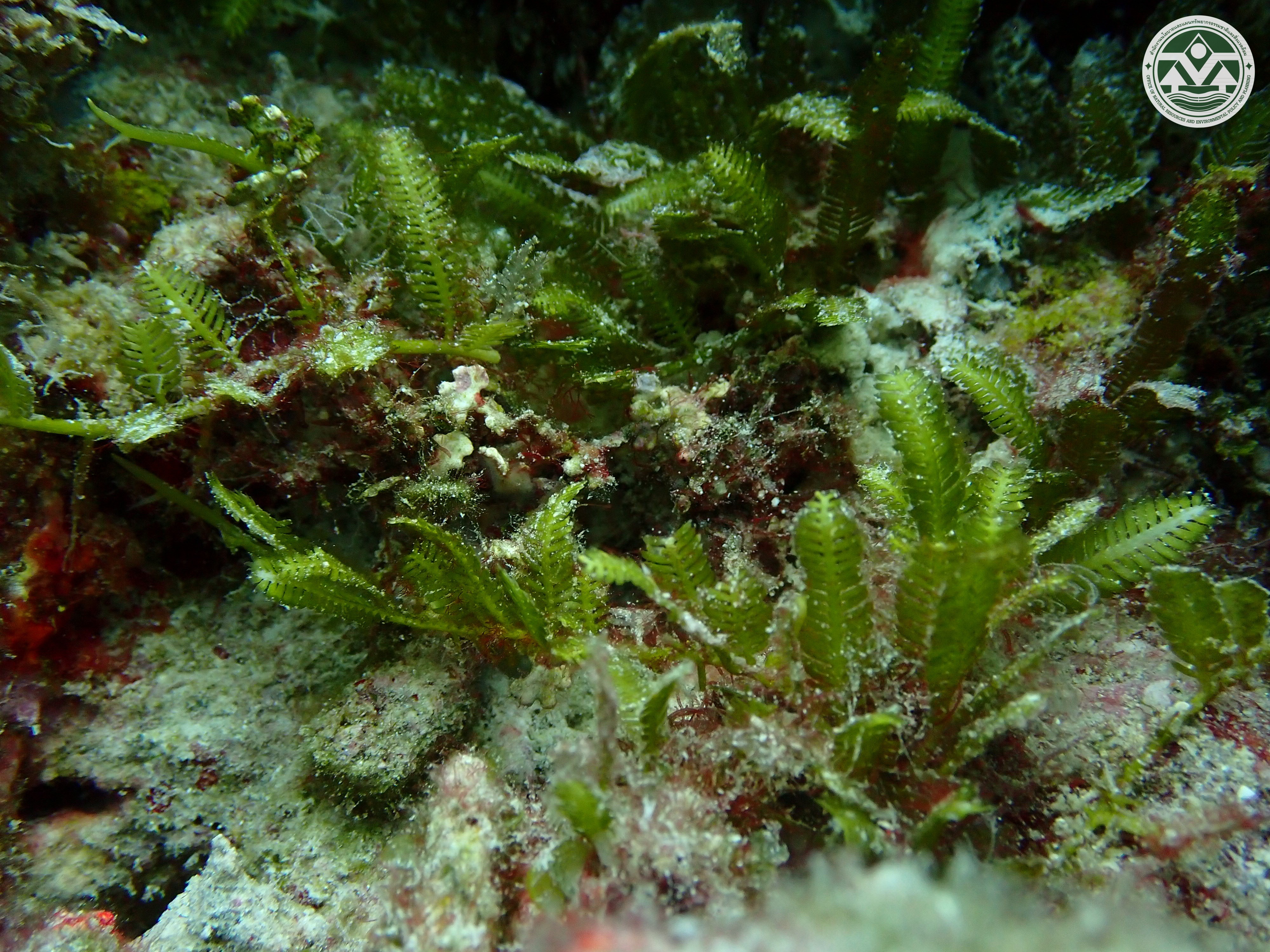 Caulerpa taxifolia