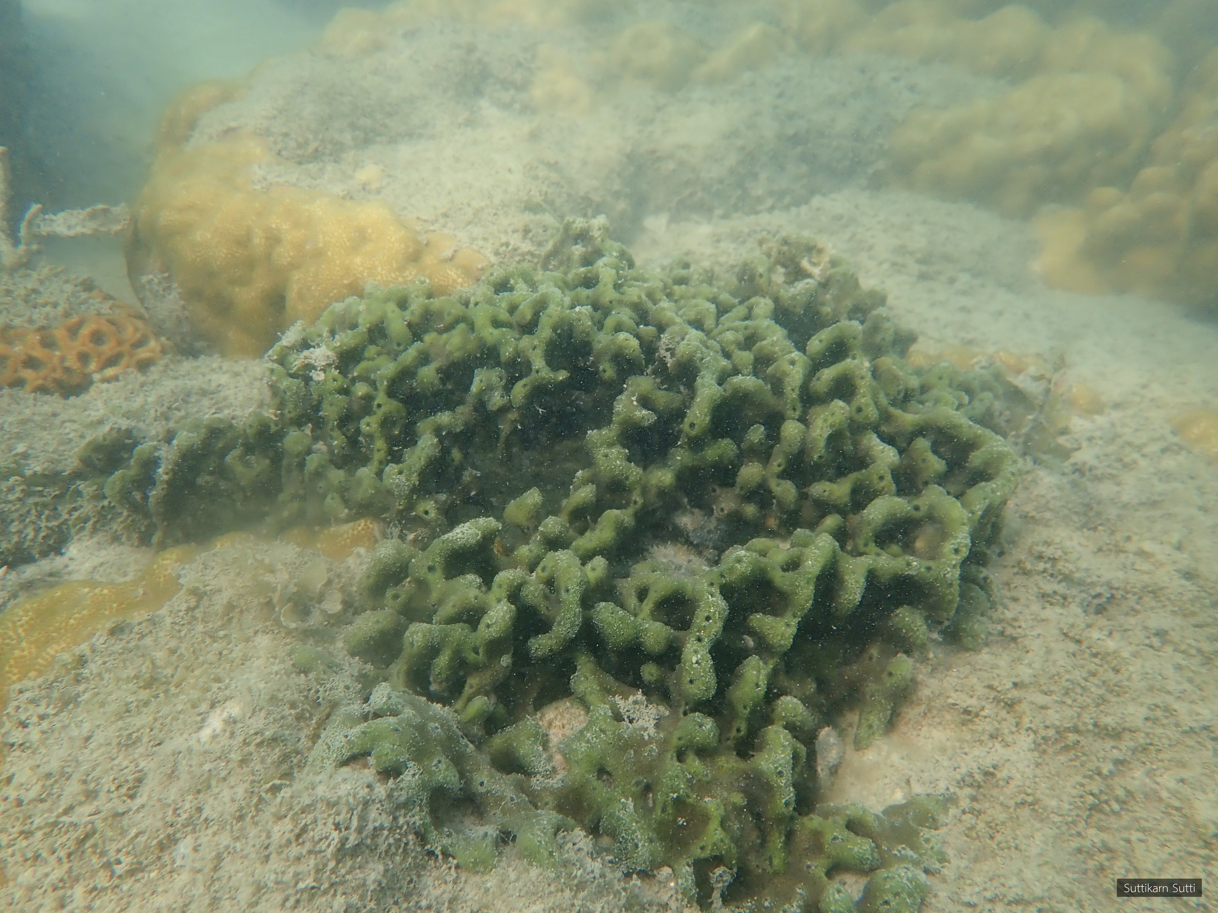 Ceratodictyon spongiosum
