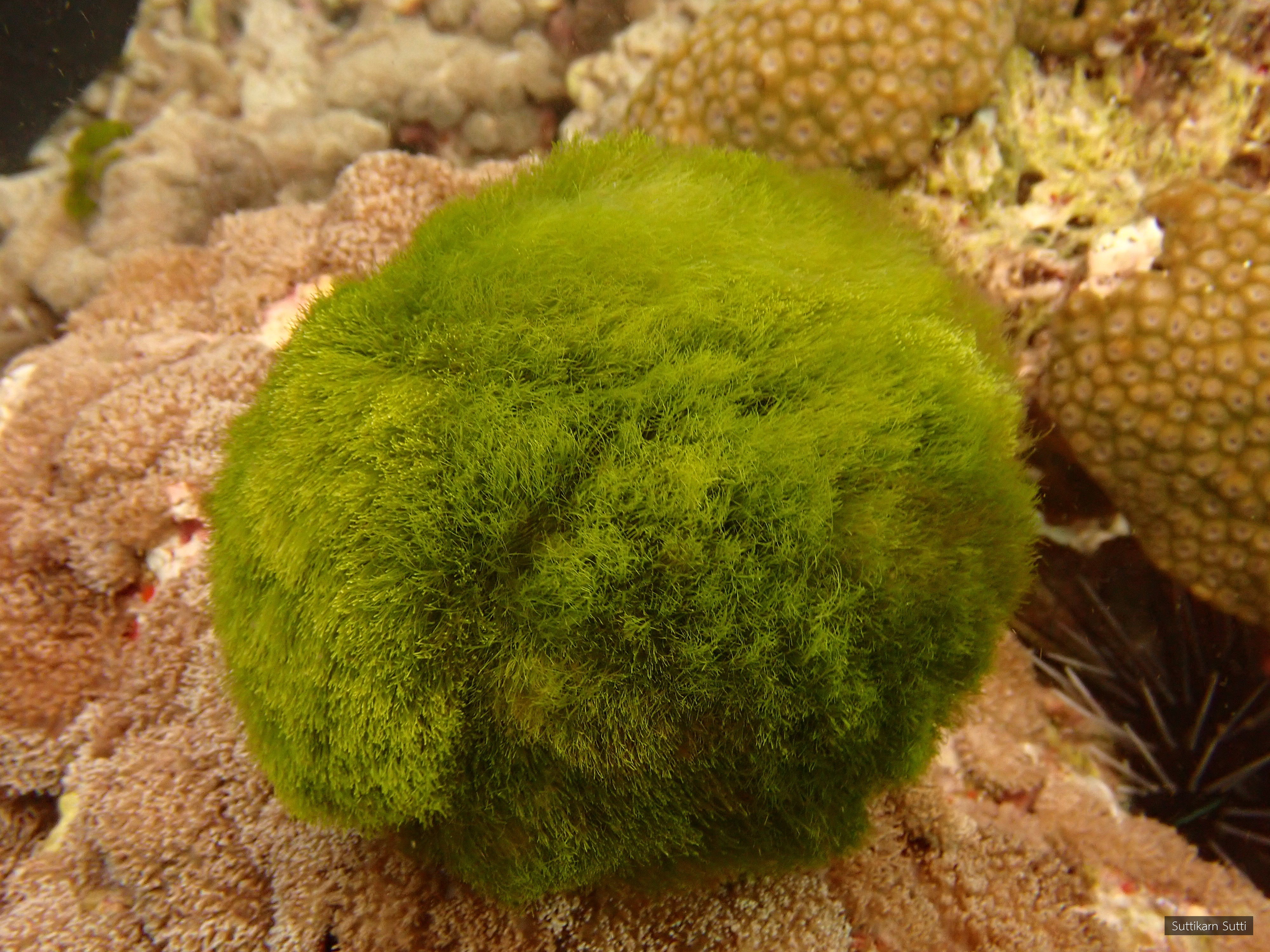Chlorodesmis fastigiata