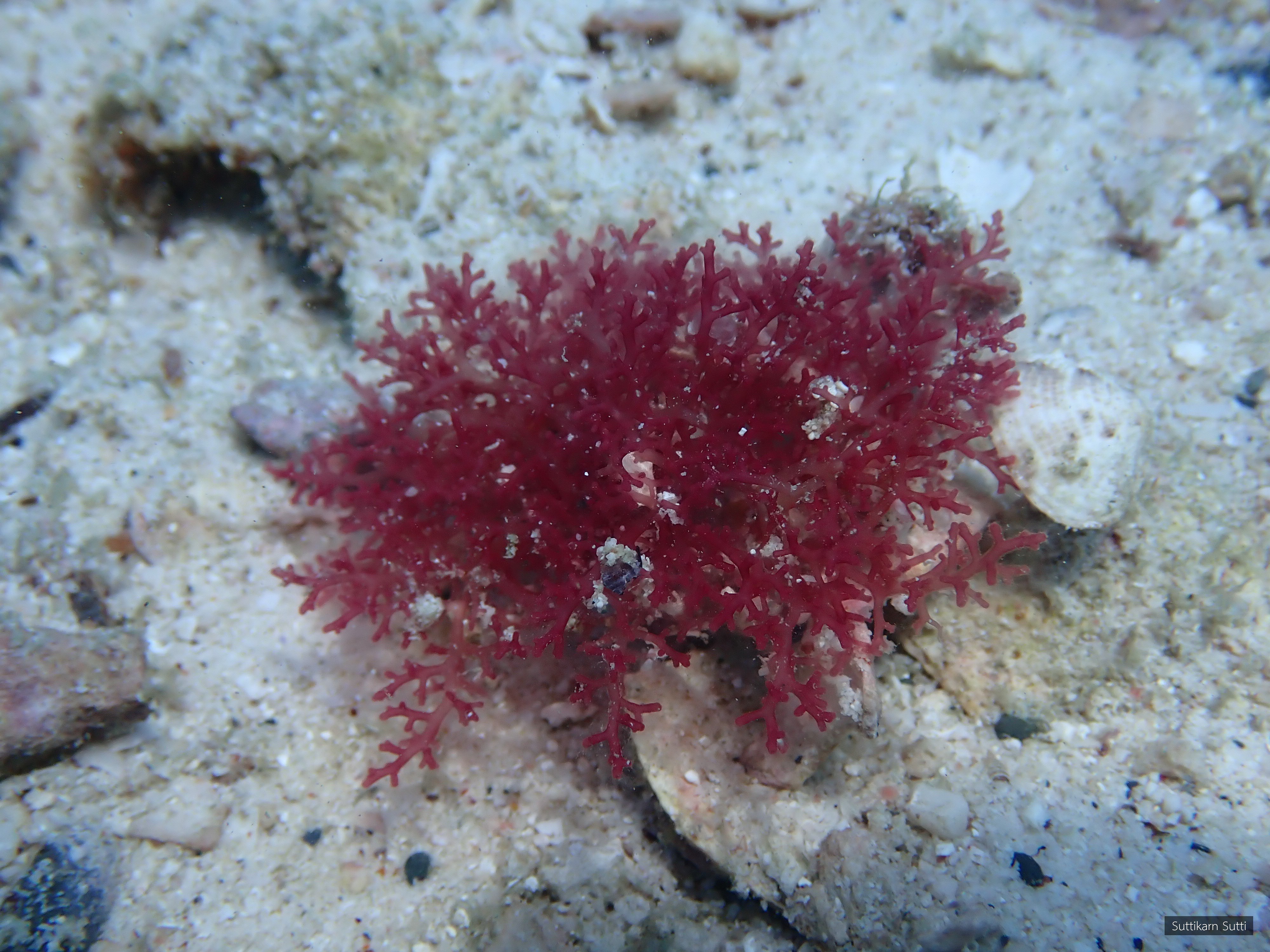 Chondrophycus cartilagineus
