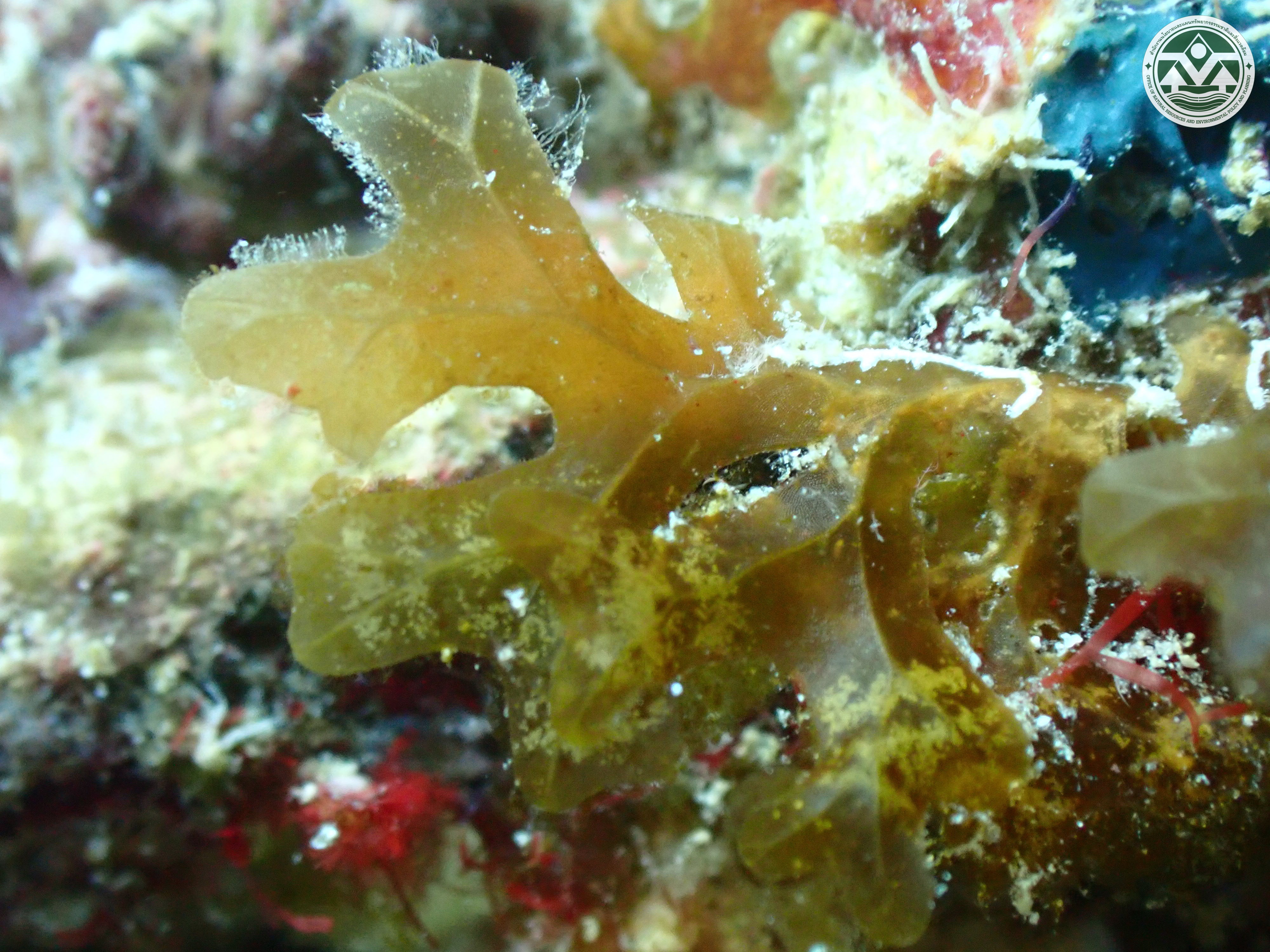 Dictyopteris delicatula