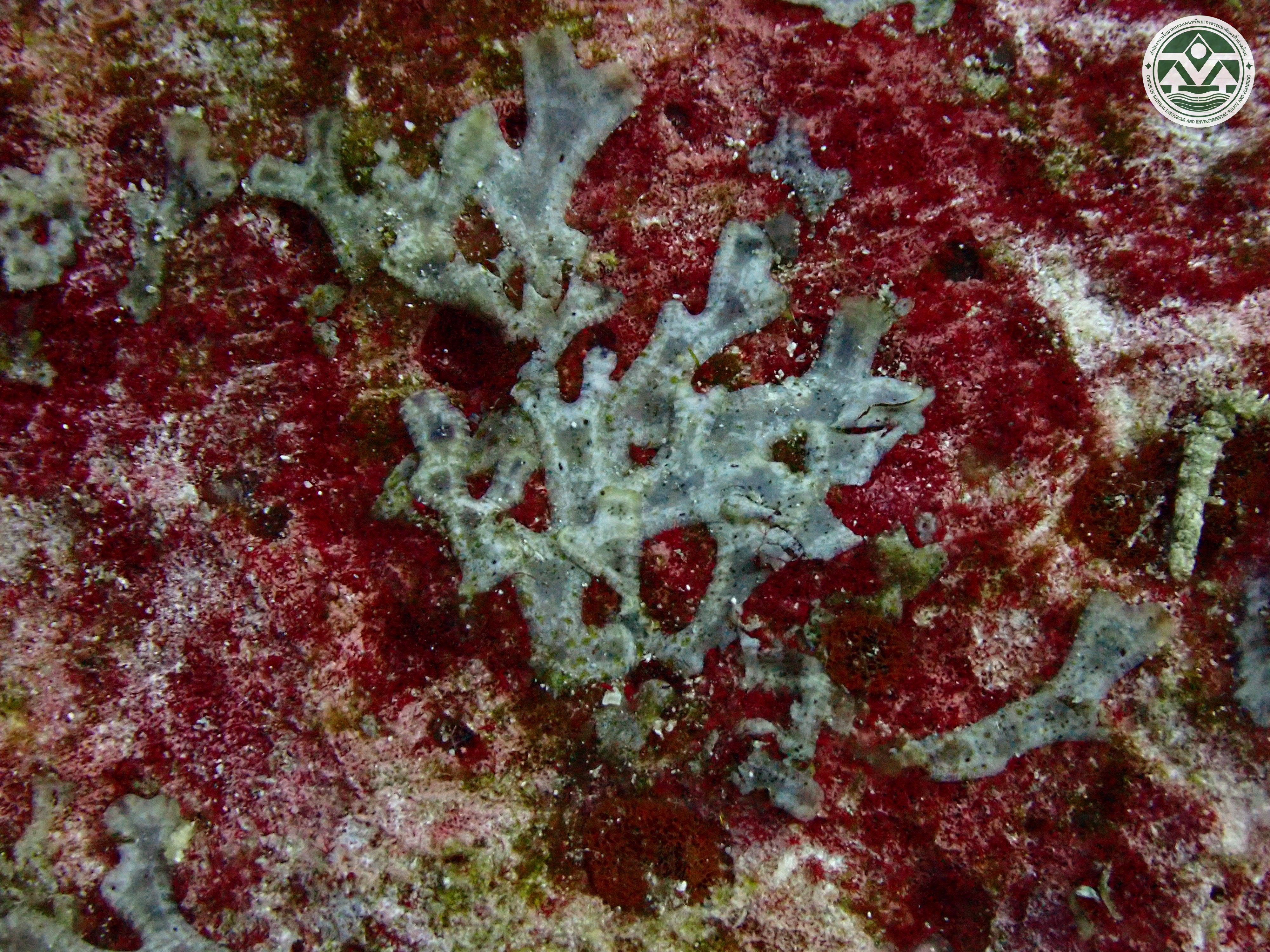 Dictyota ceylanica