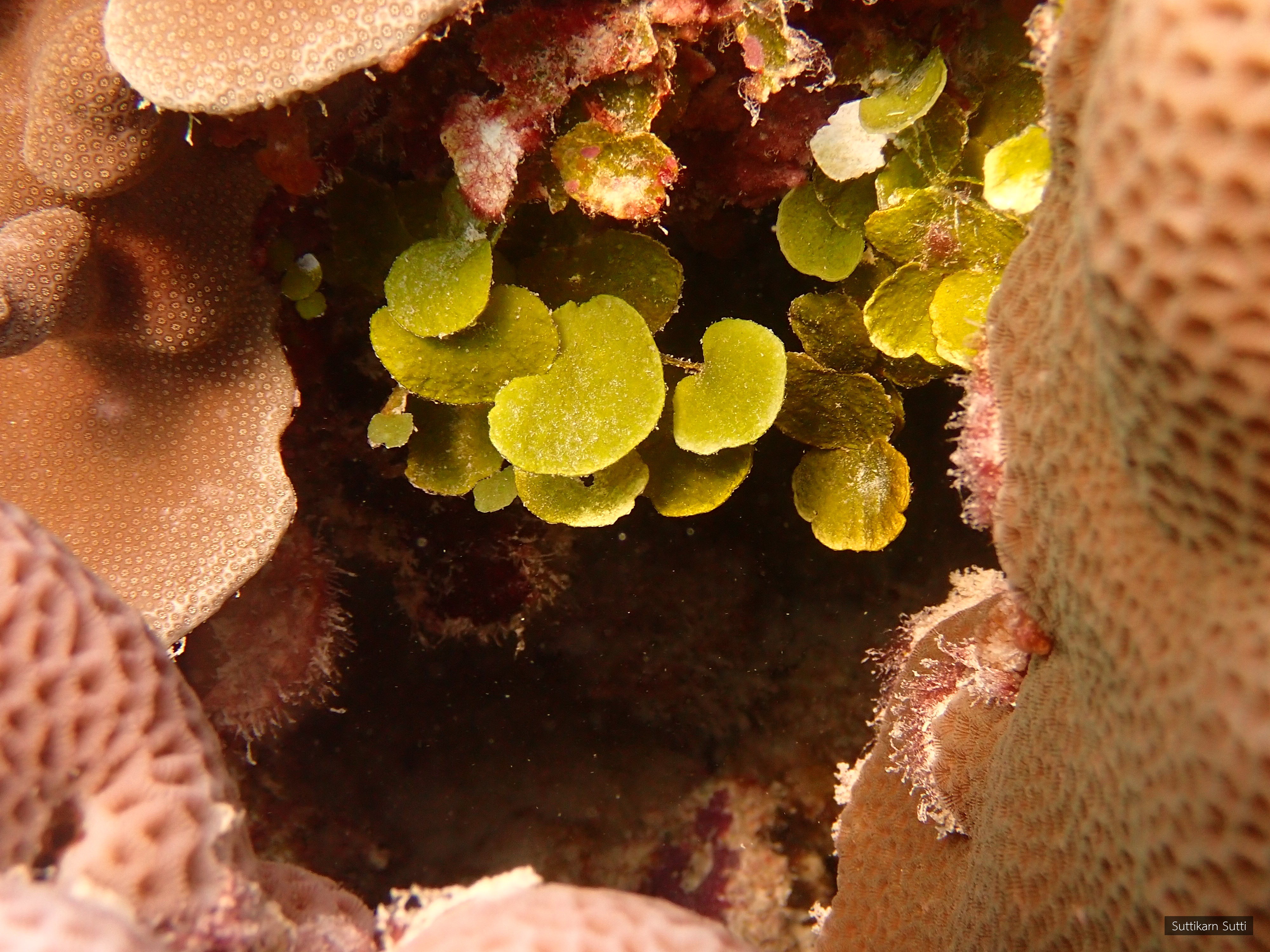 Halimeda macroloba