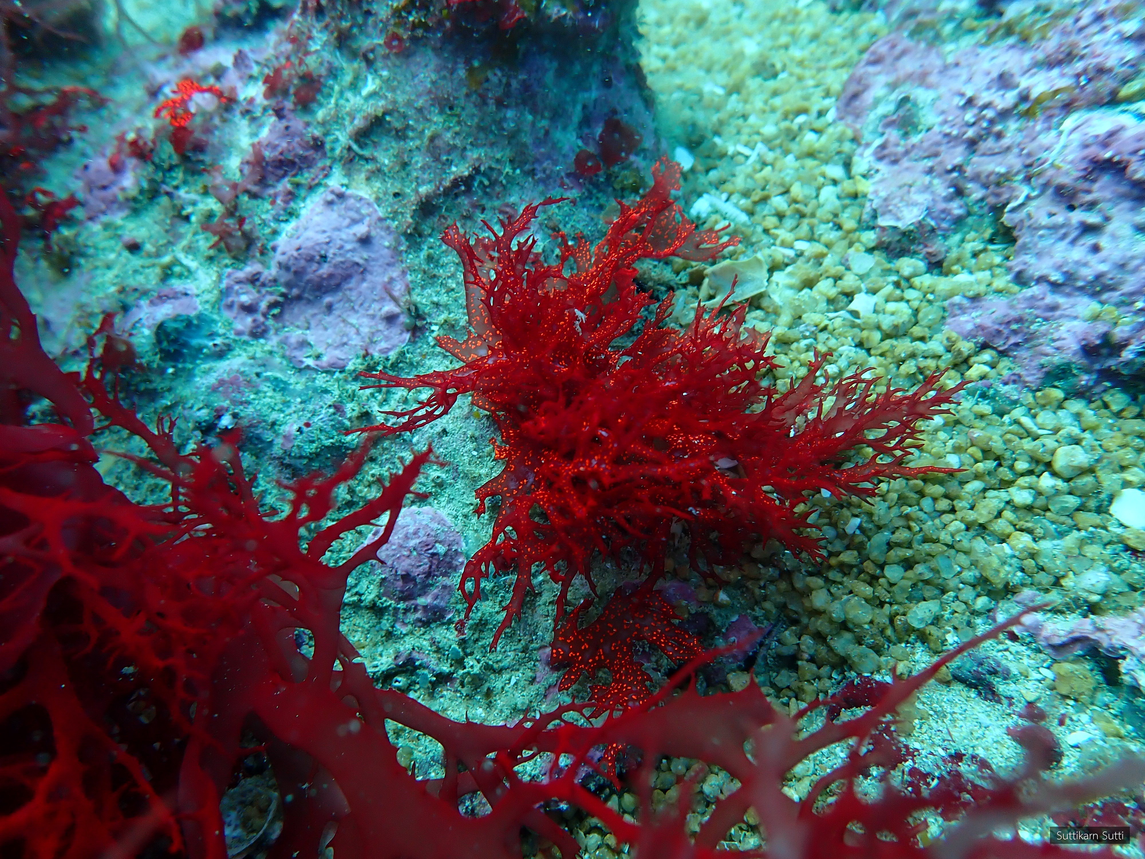 Halymenia durvillei