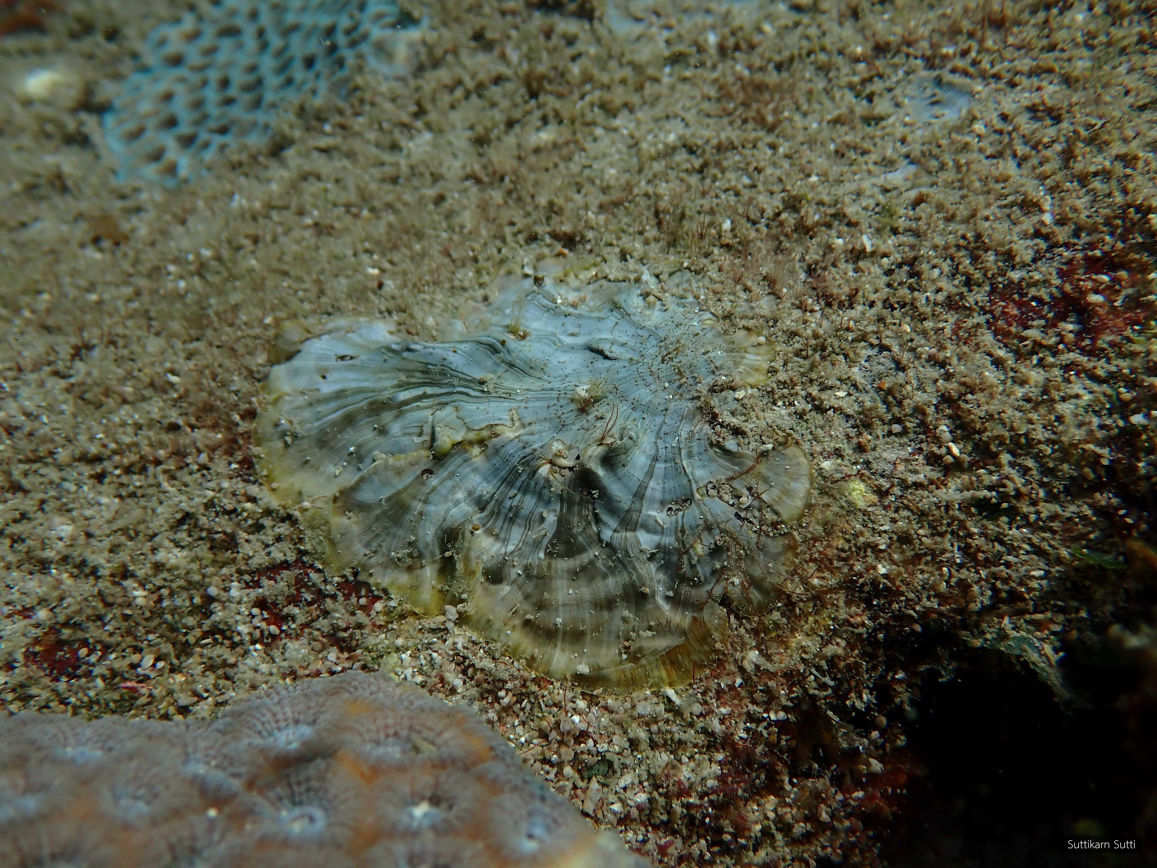 Lobophora obscura