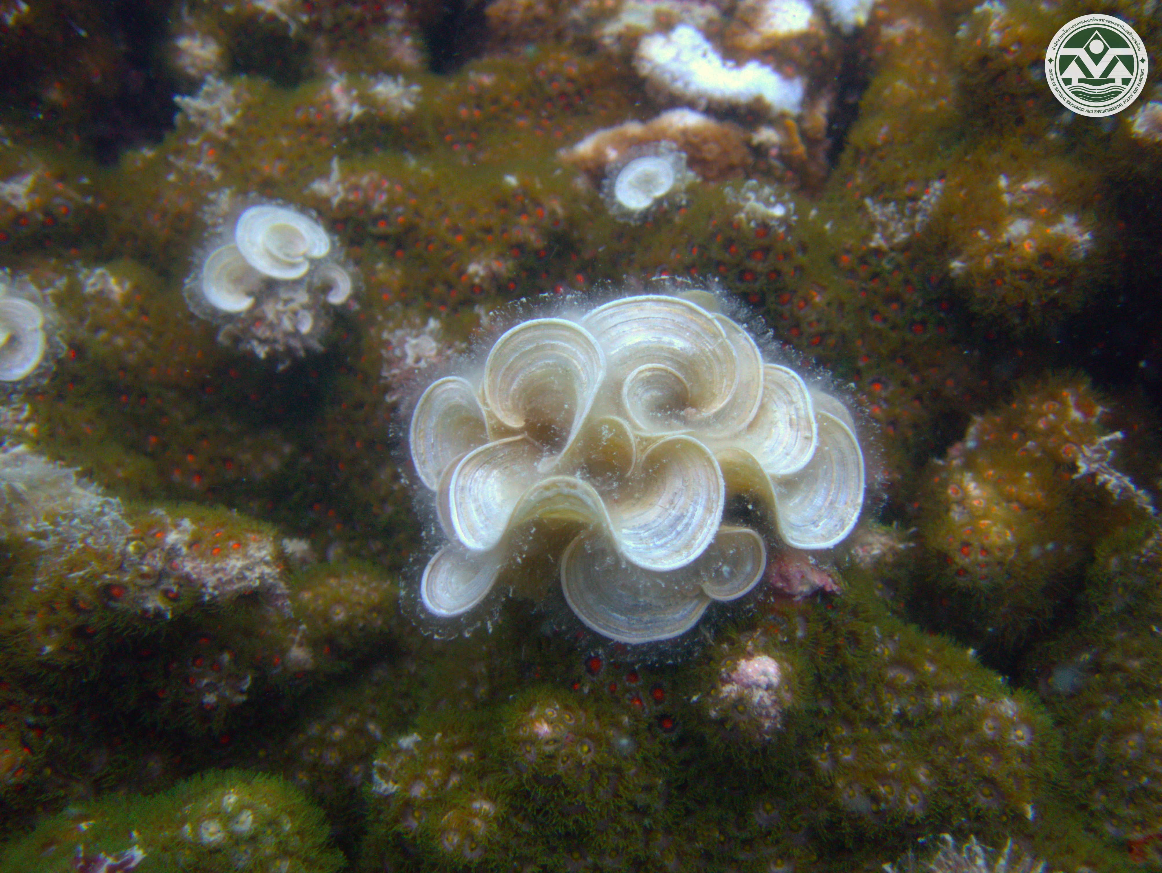 Padina minor