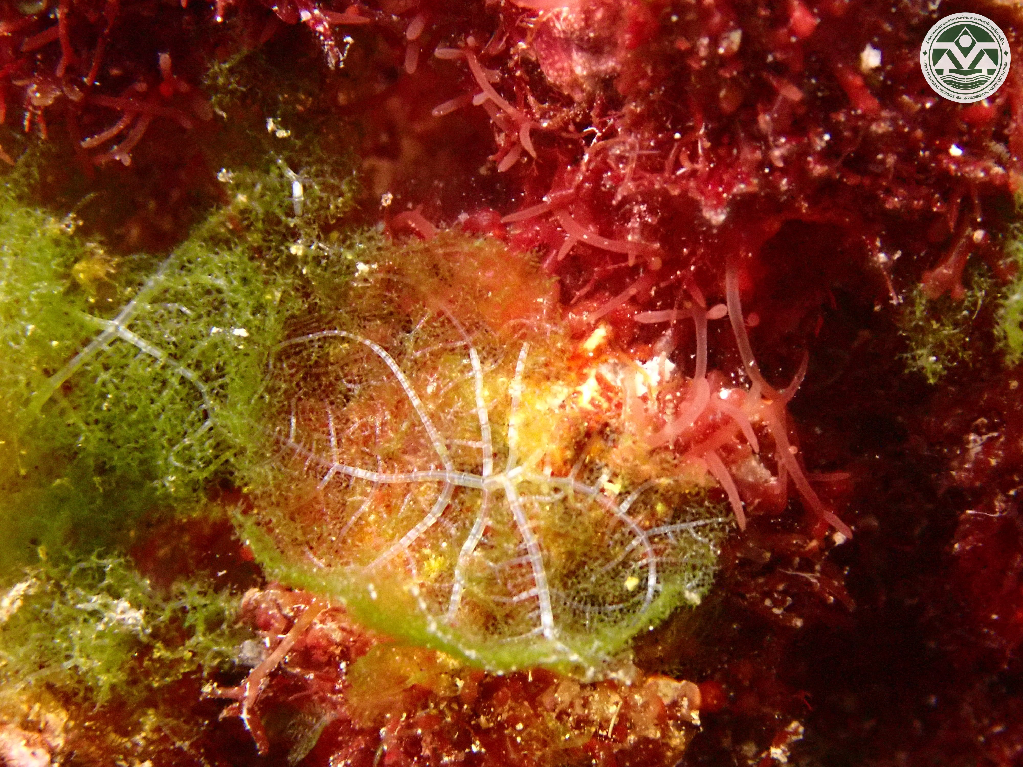 Phyllodictyon anastomosans