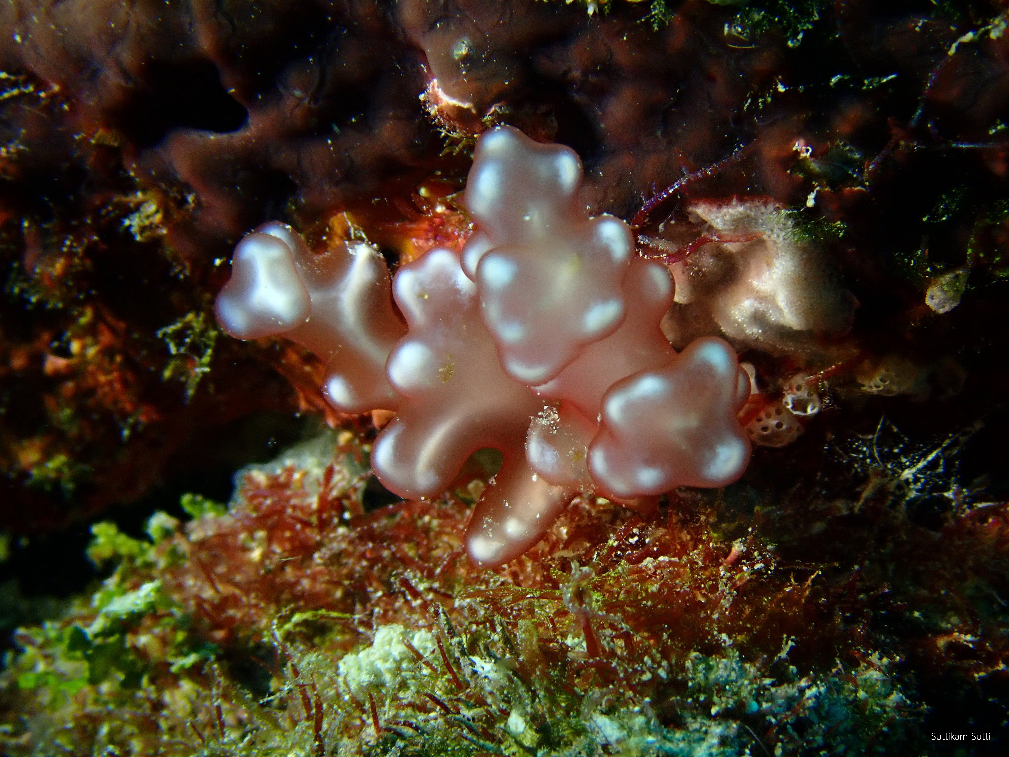 Renouxia antillana