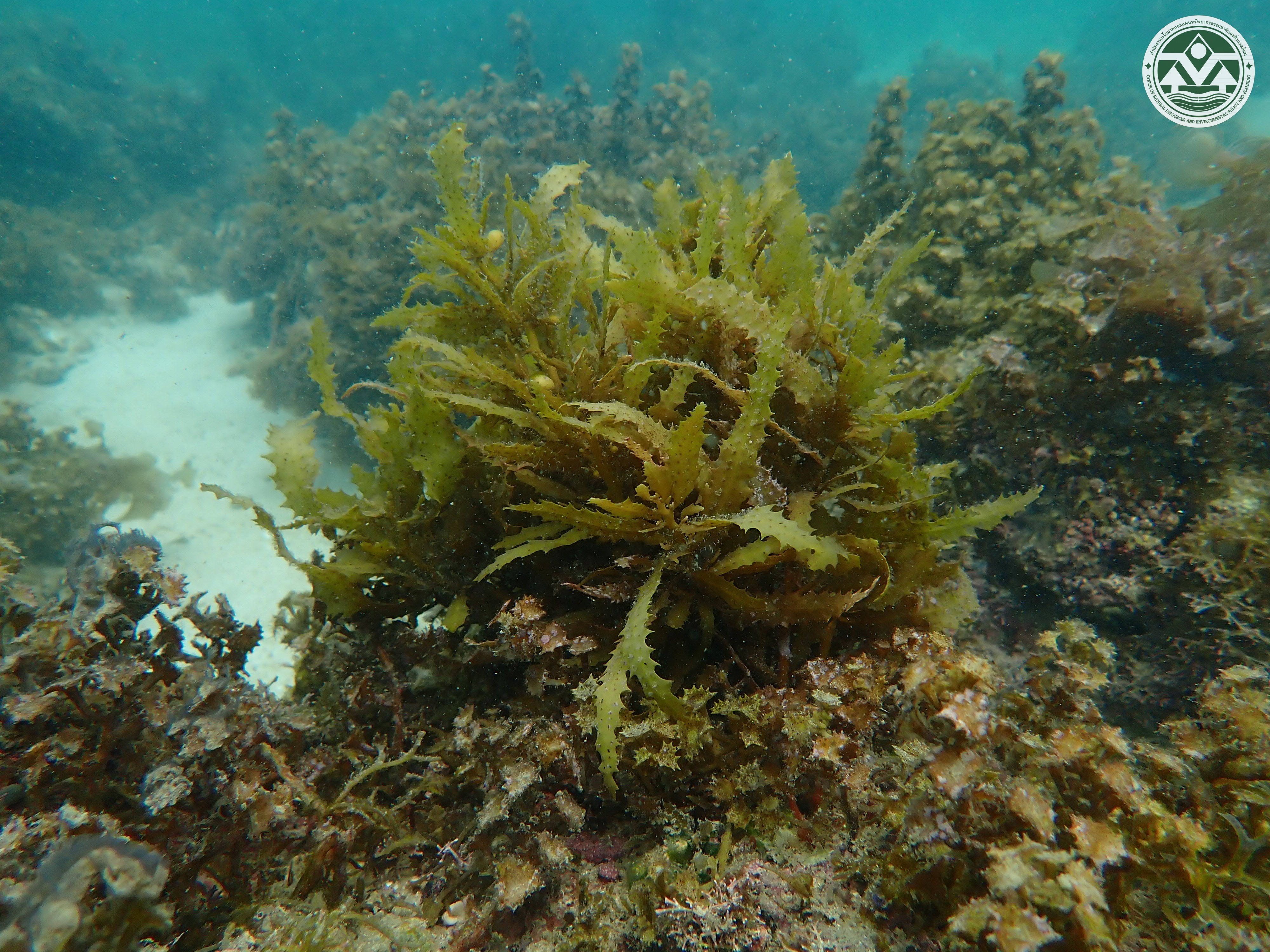 Sargassum oligocystum