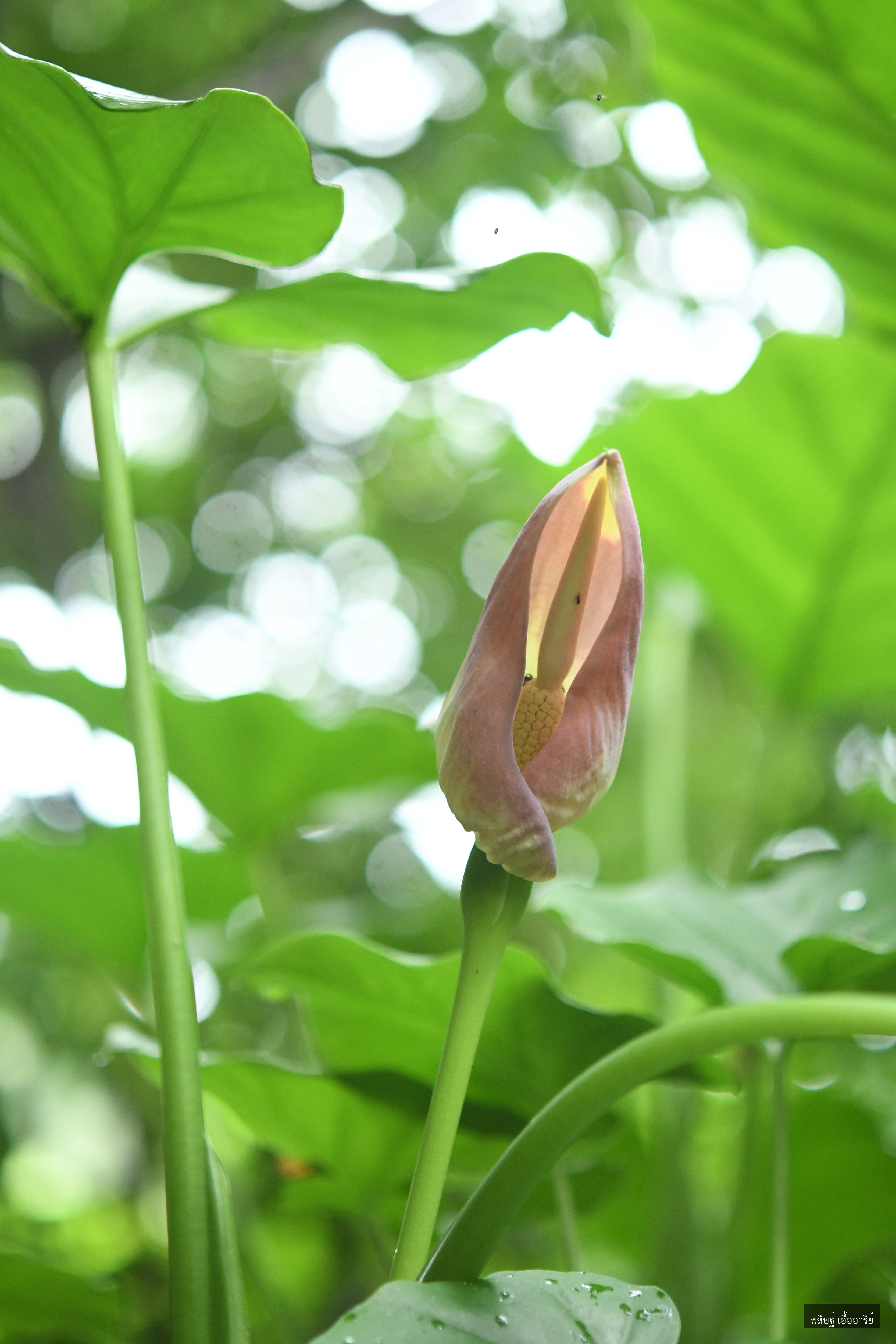Englerarum montanum
