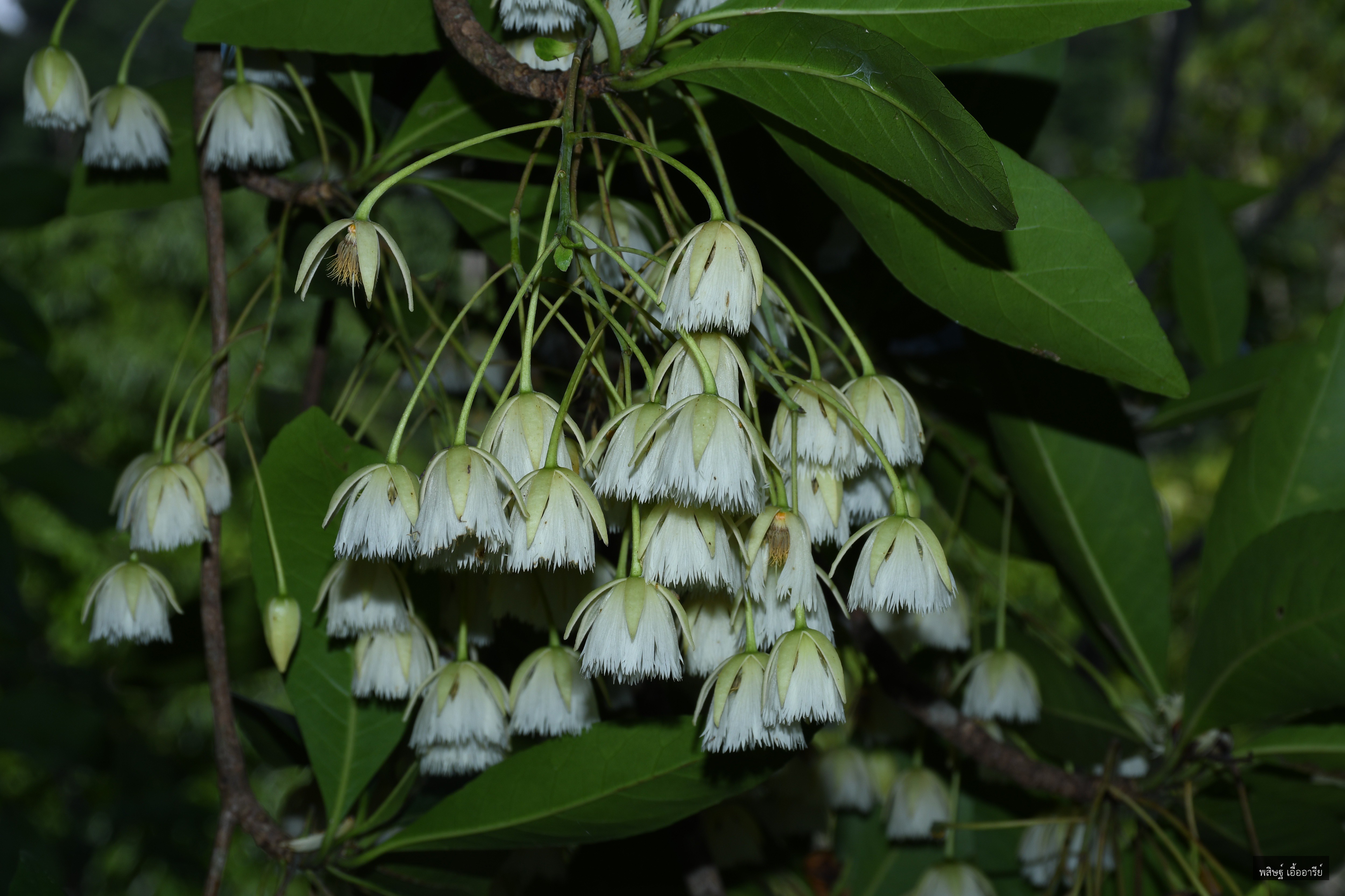Elaeocarpus grandiflorus