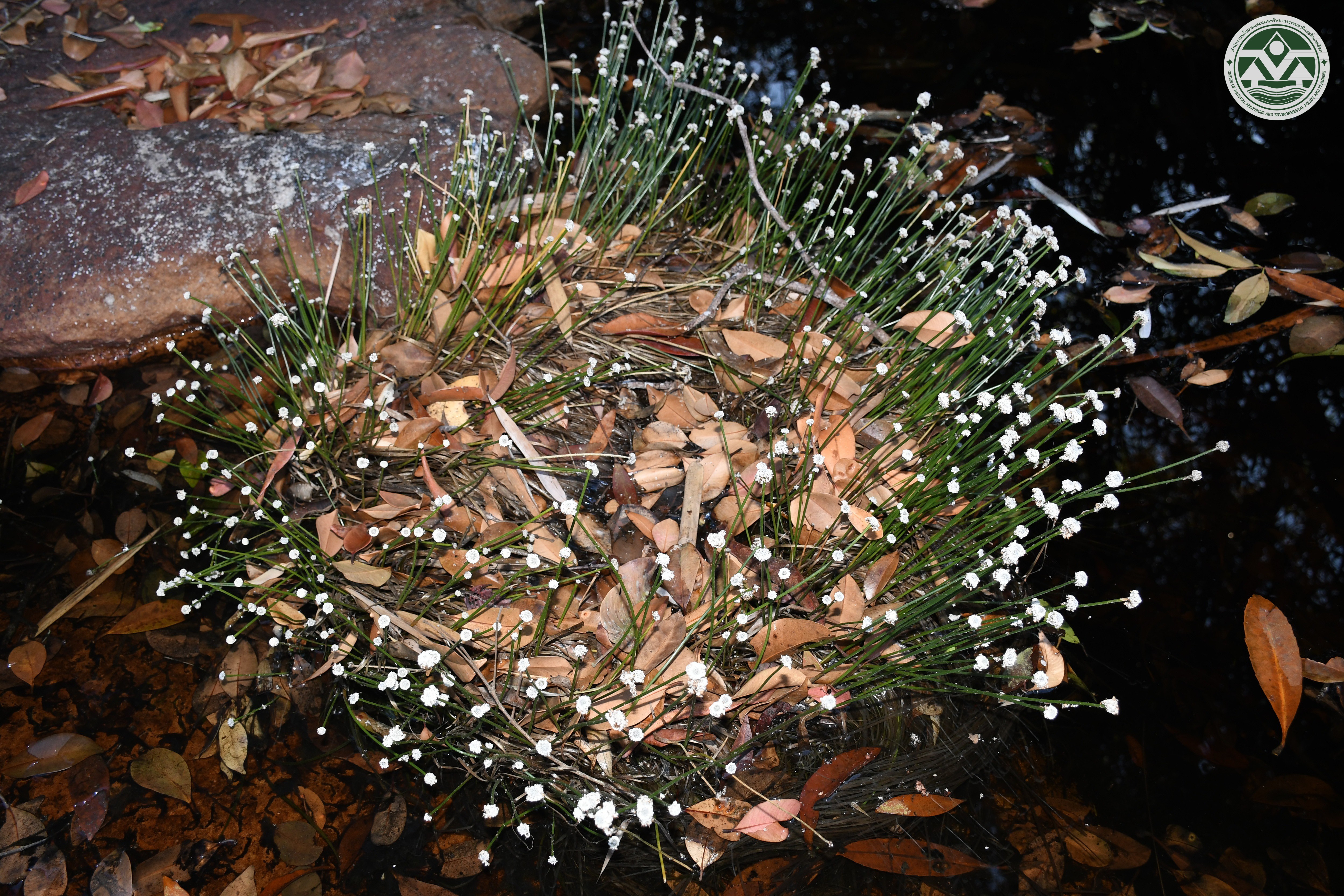 Eriocaulon fluviatile
