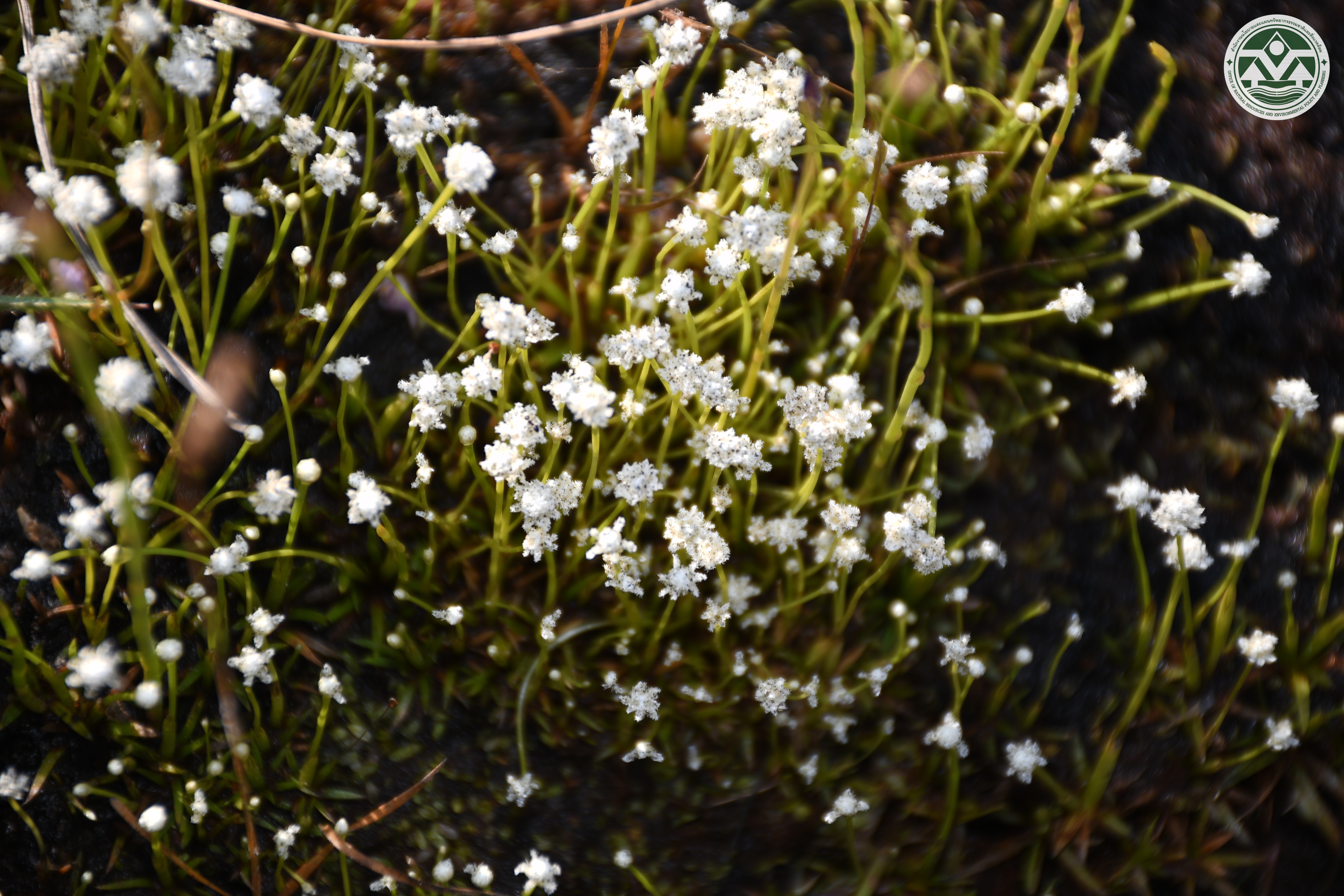 Eriocaulon laosense