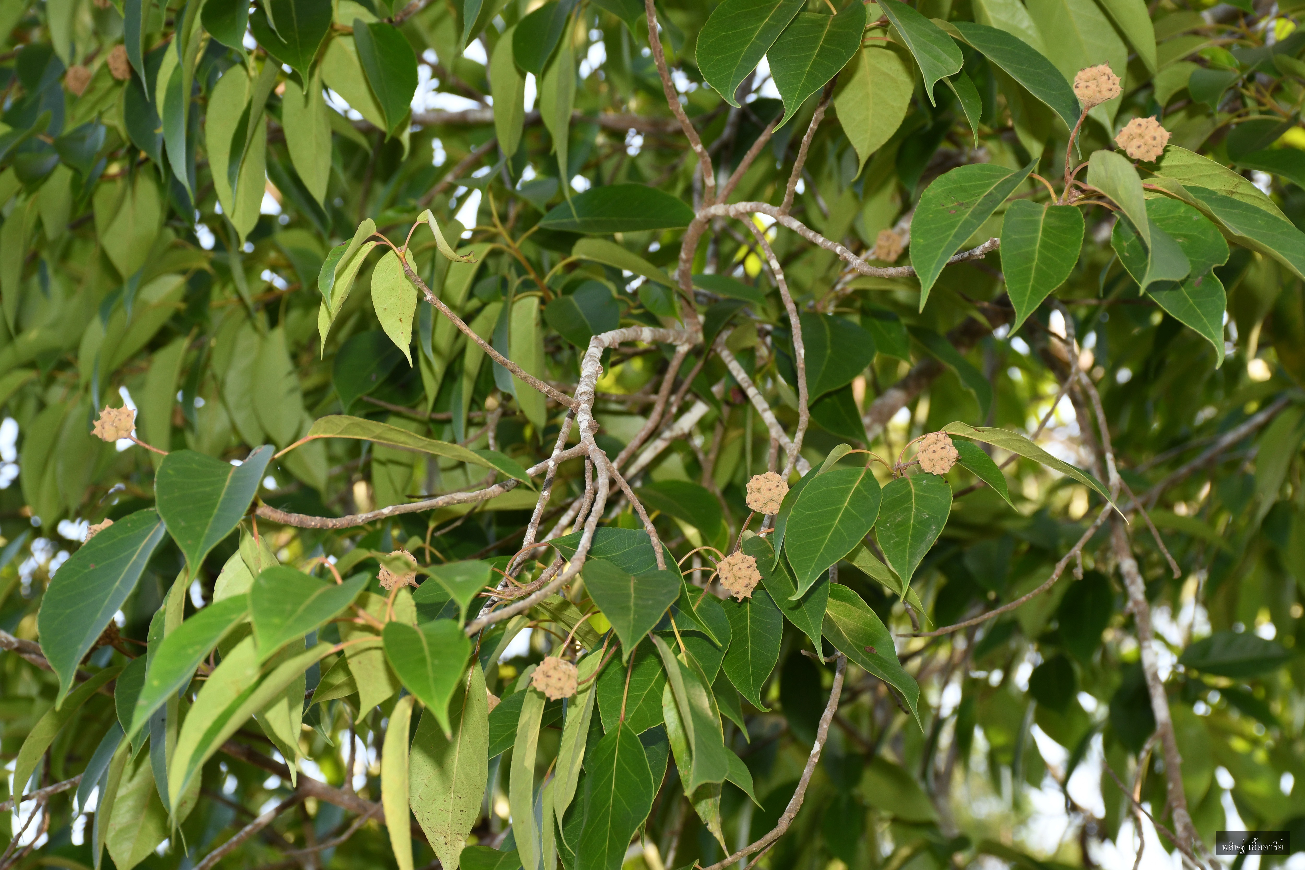Liquidambar excelsa