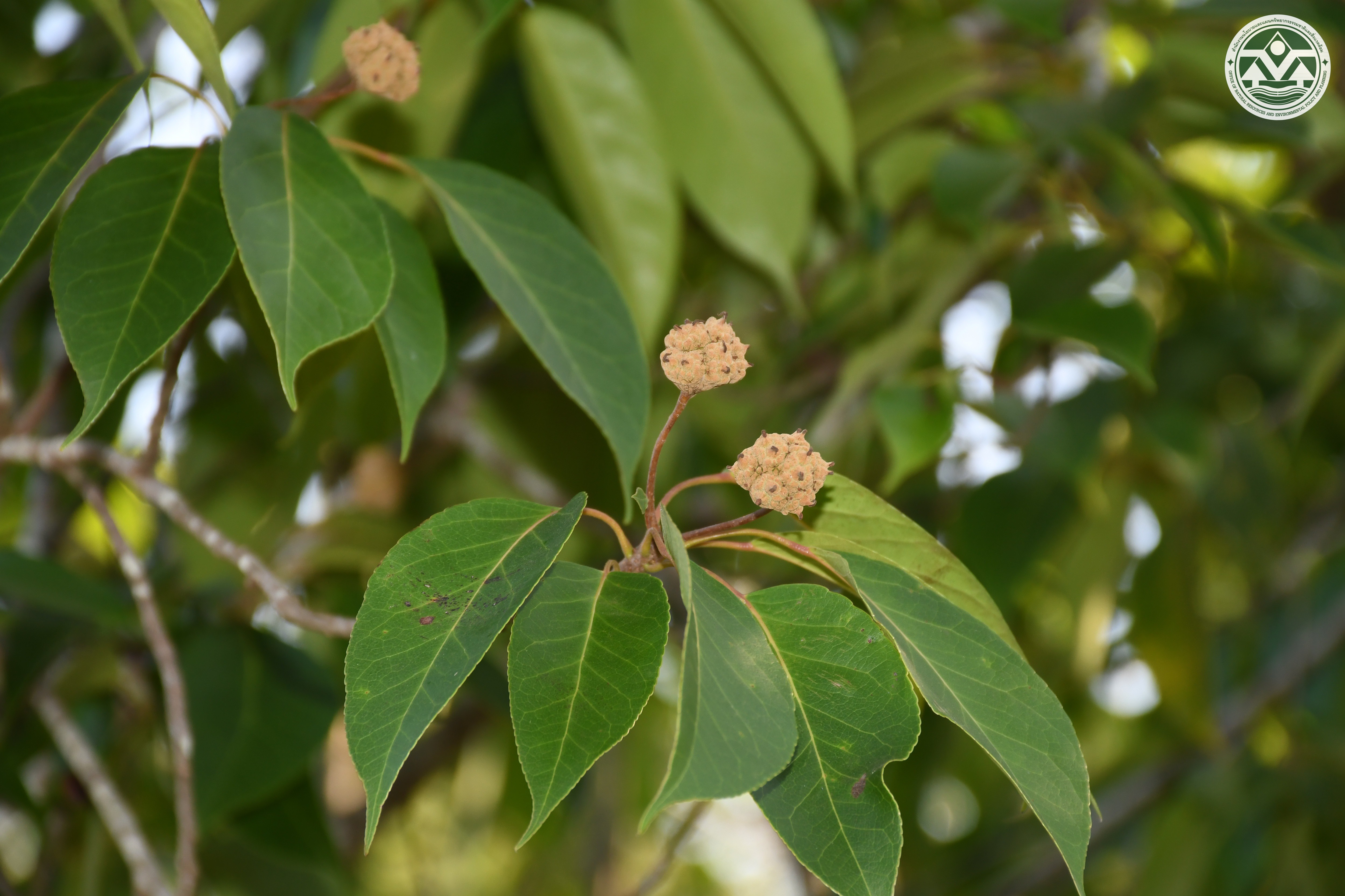 Liquidambar excelsa