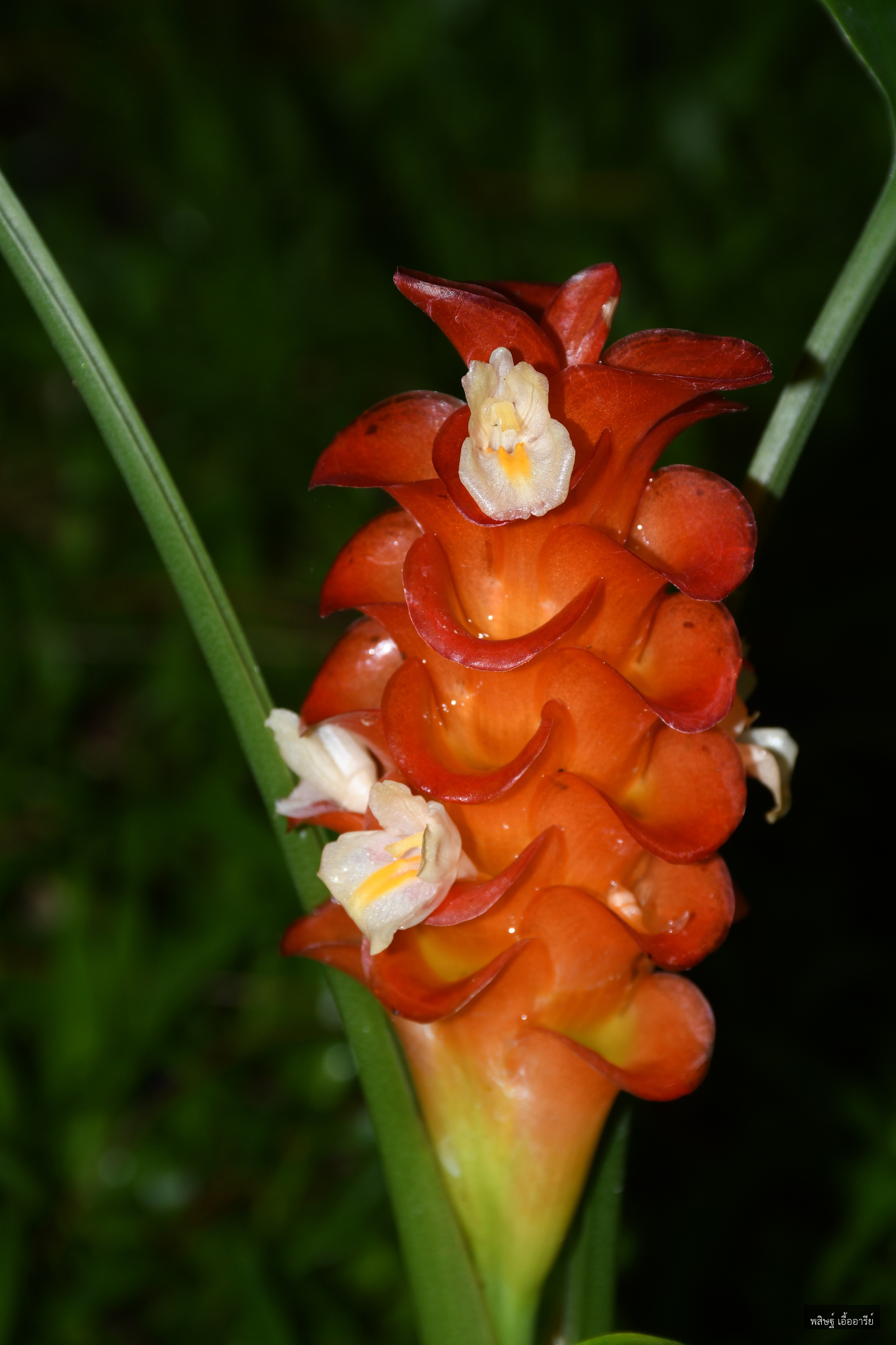 Curcuma roscoeana