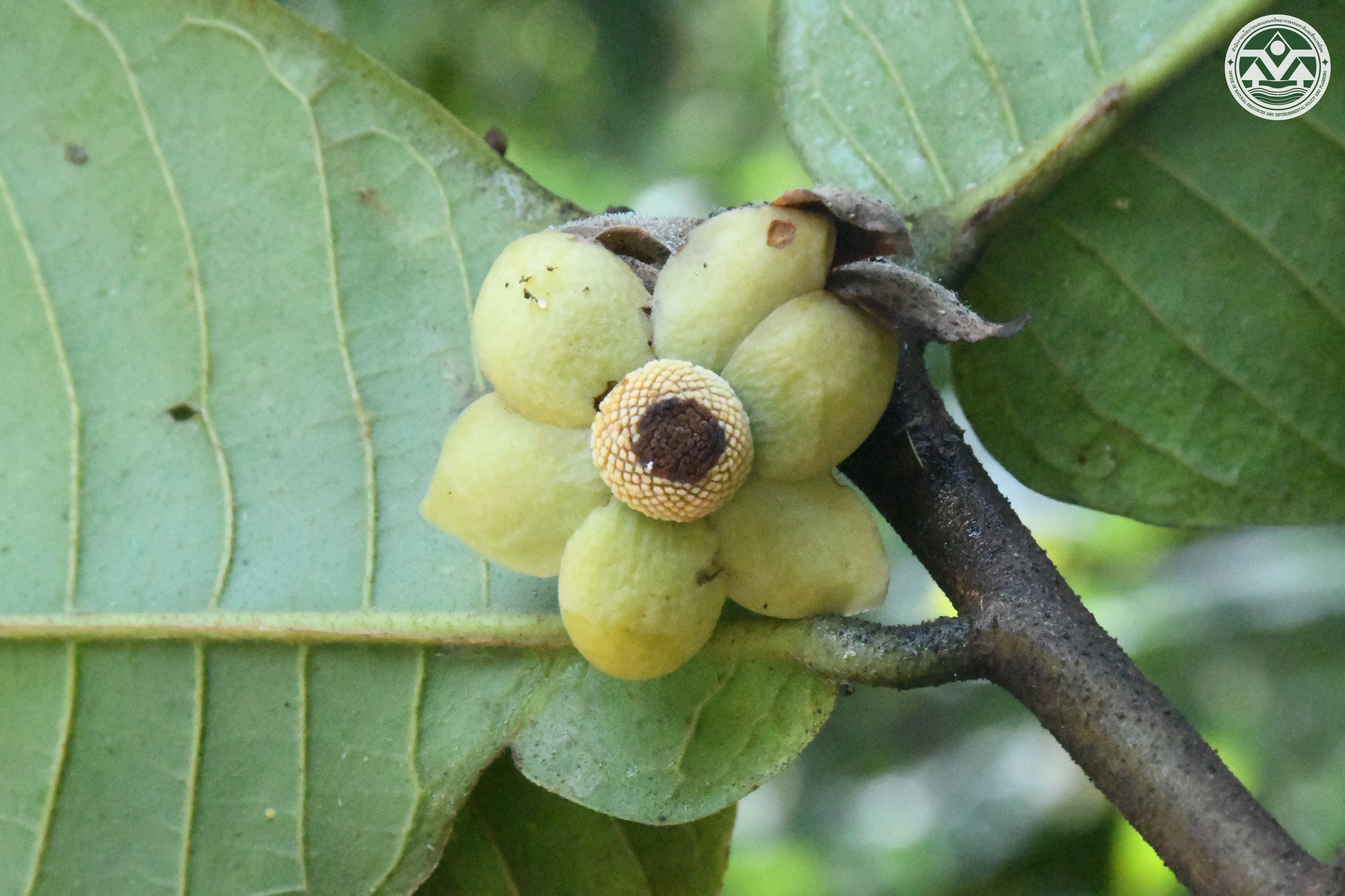 Uvaria lobbiana