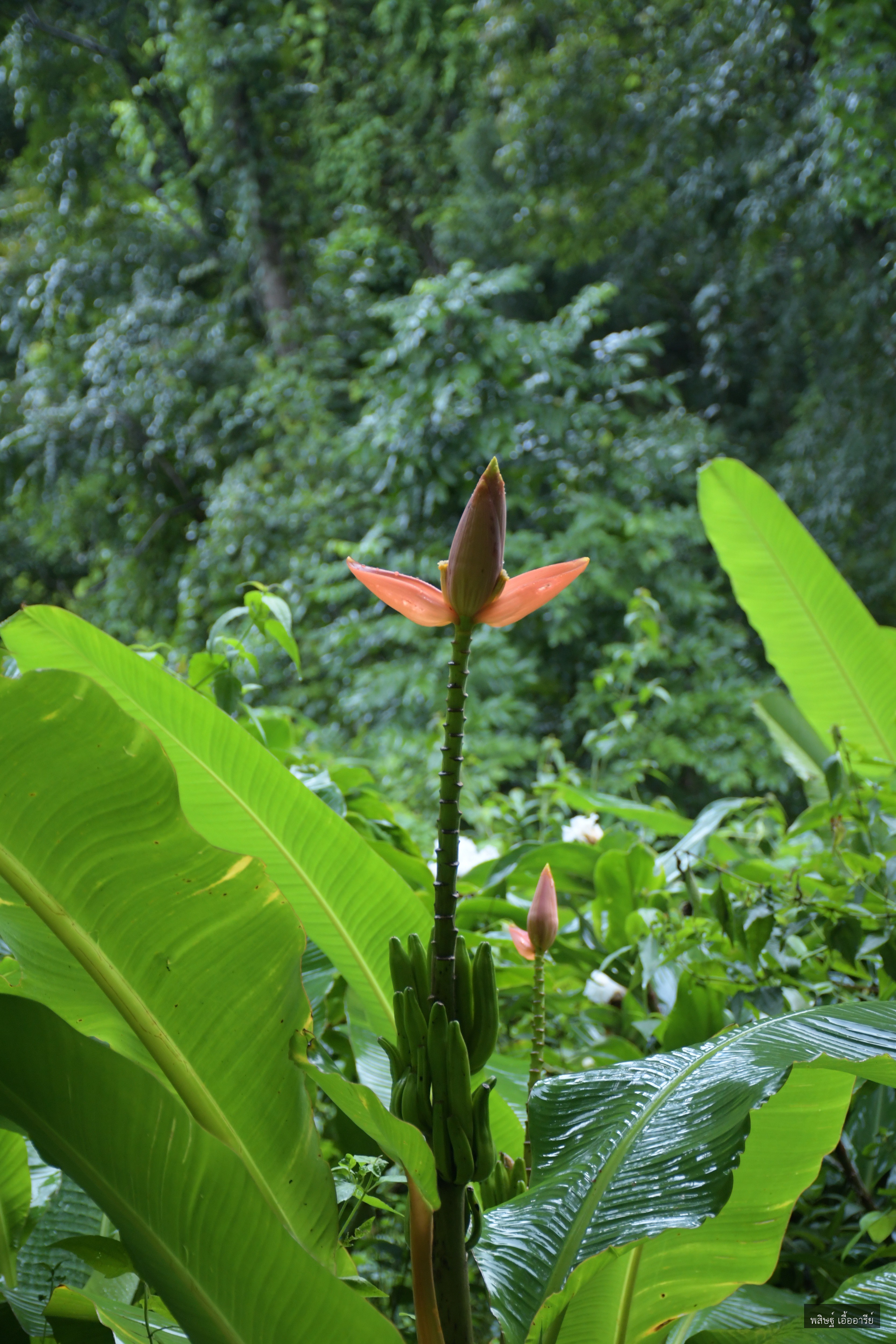 Musa rubra