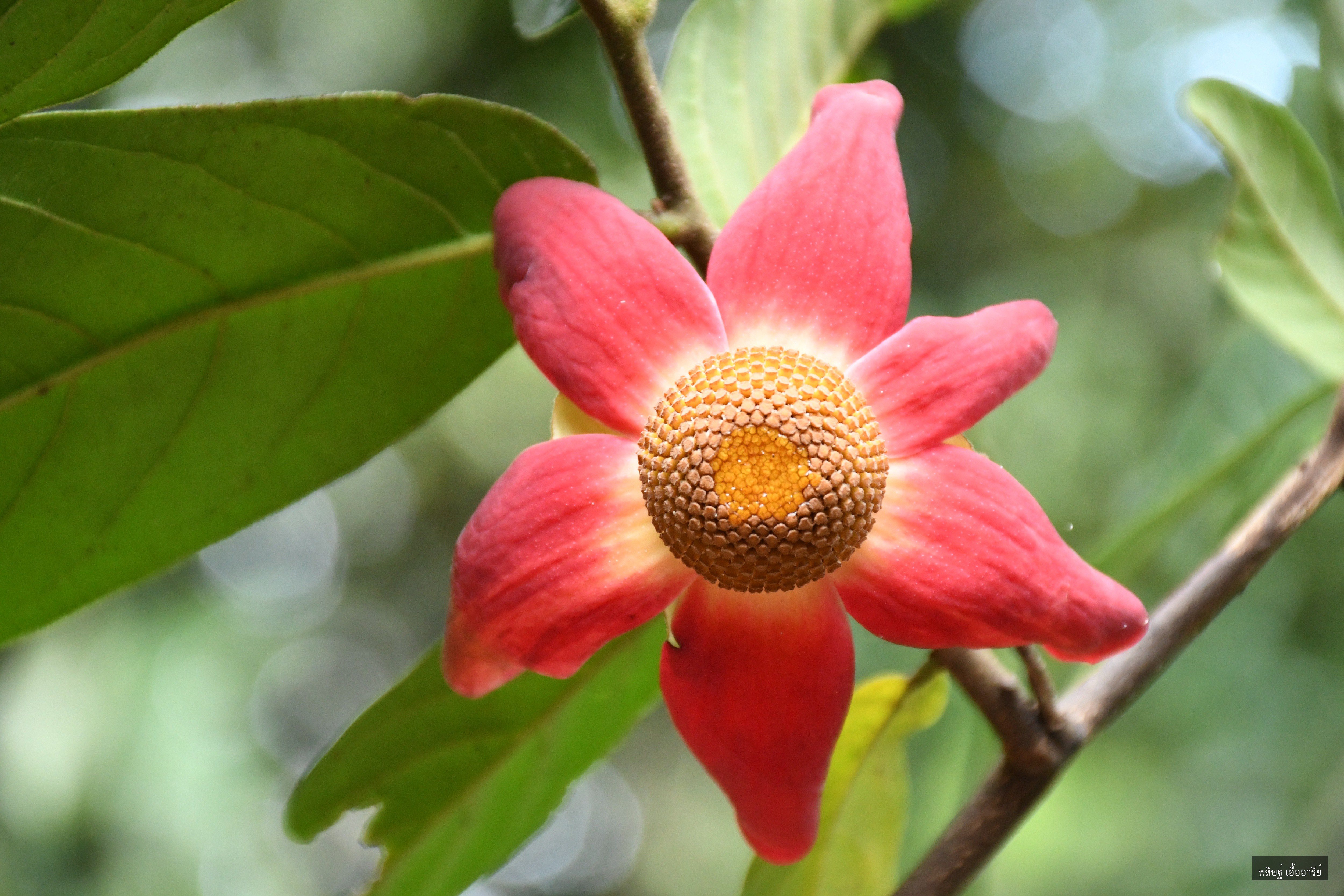 Uvaria grandiflora