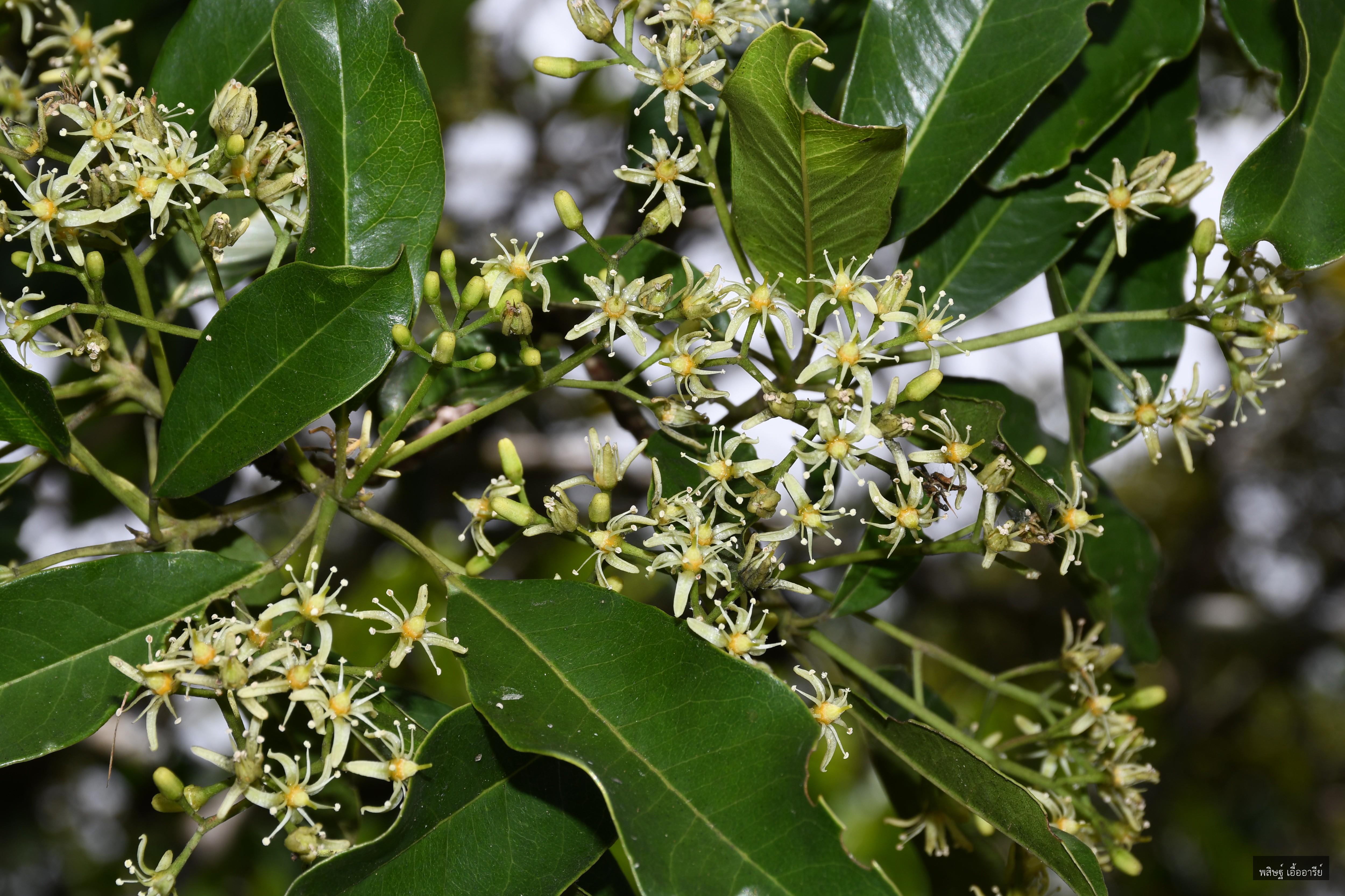 Acronychia pedunculata