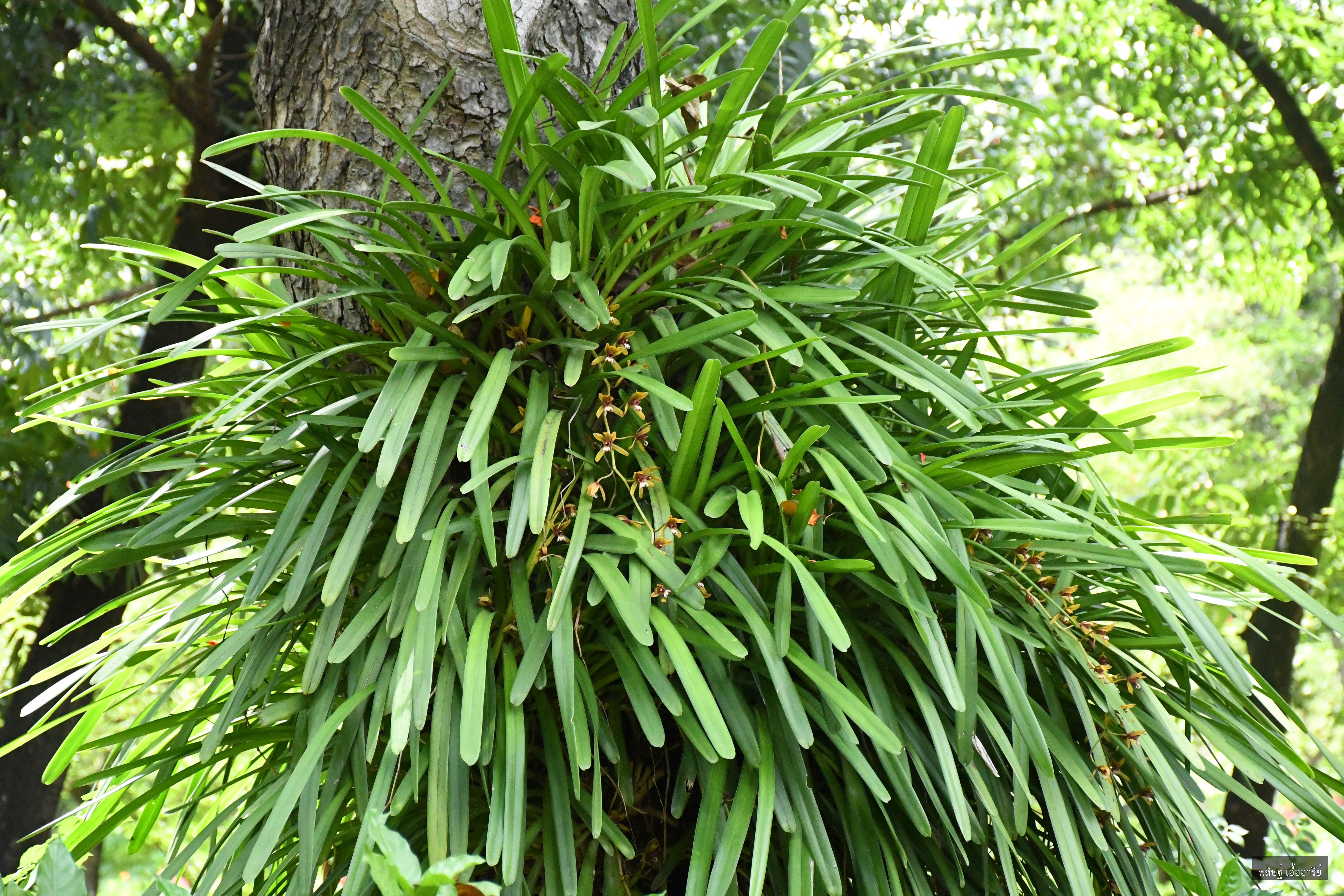 Cymbidium finlaysonianum
