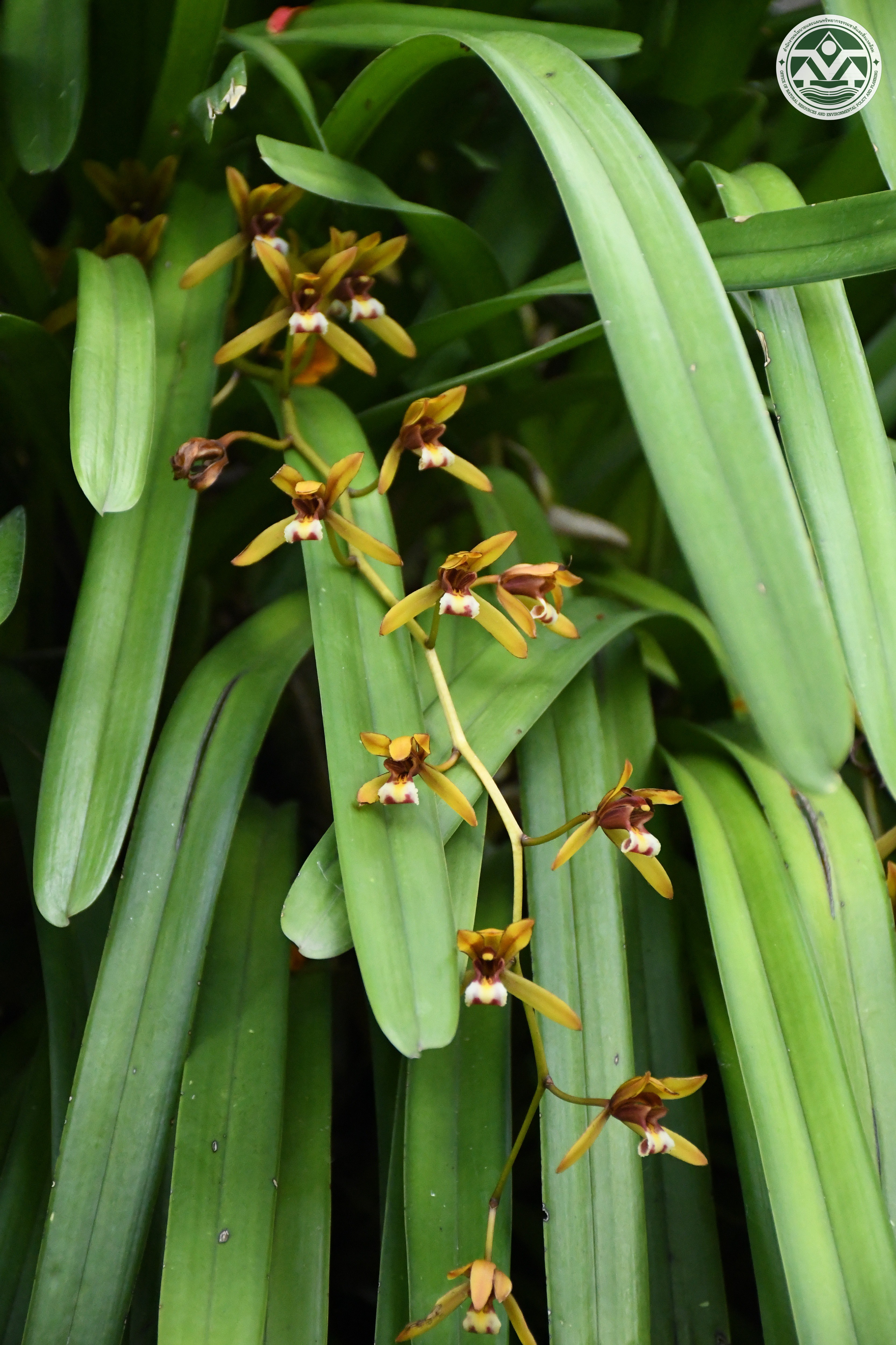 Cymbidium finlaysonianum