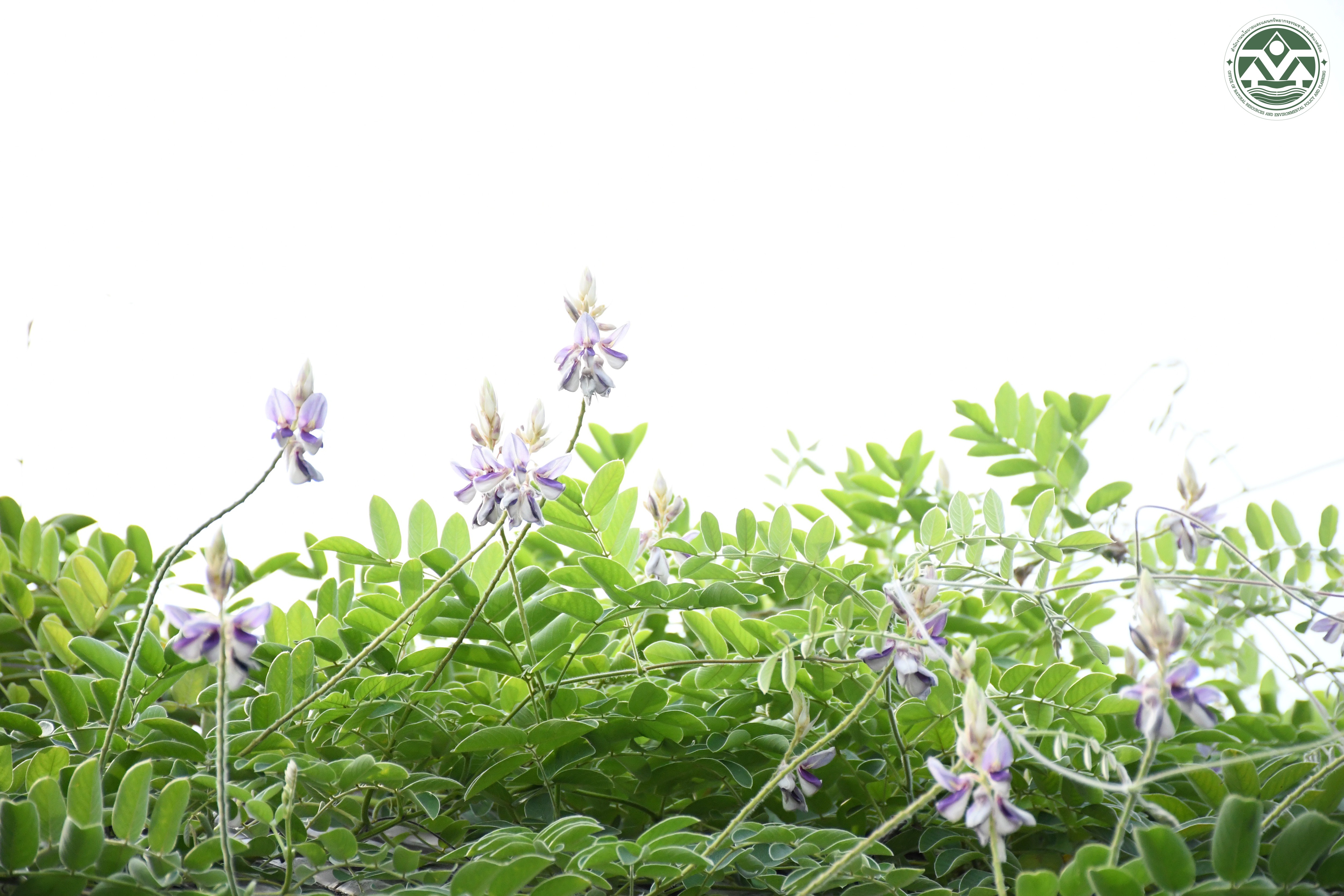 Afgekia mahidoliae