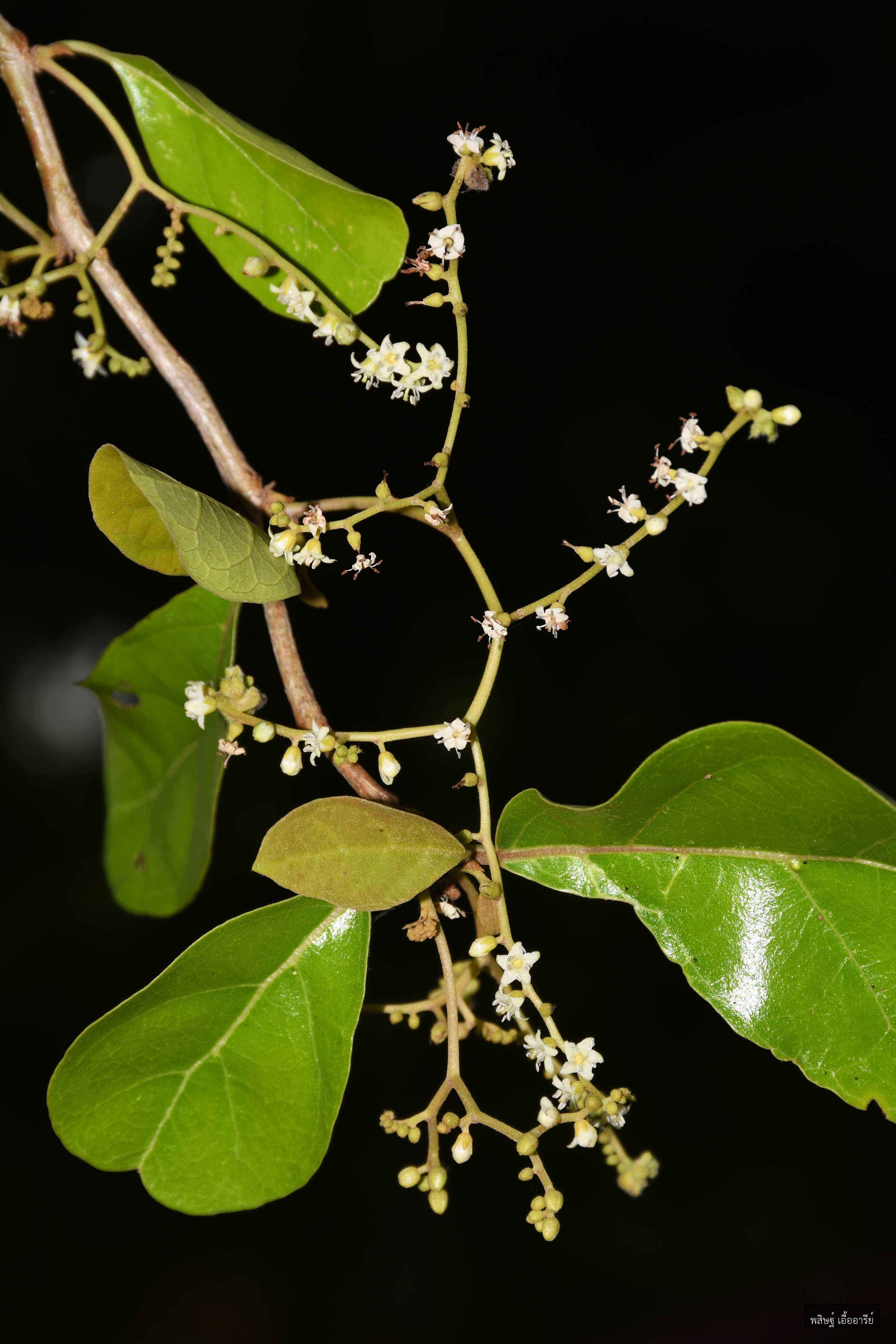 Balanophora latisepala